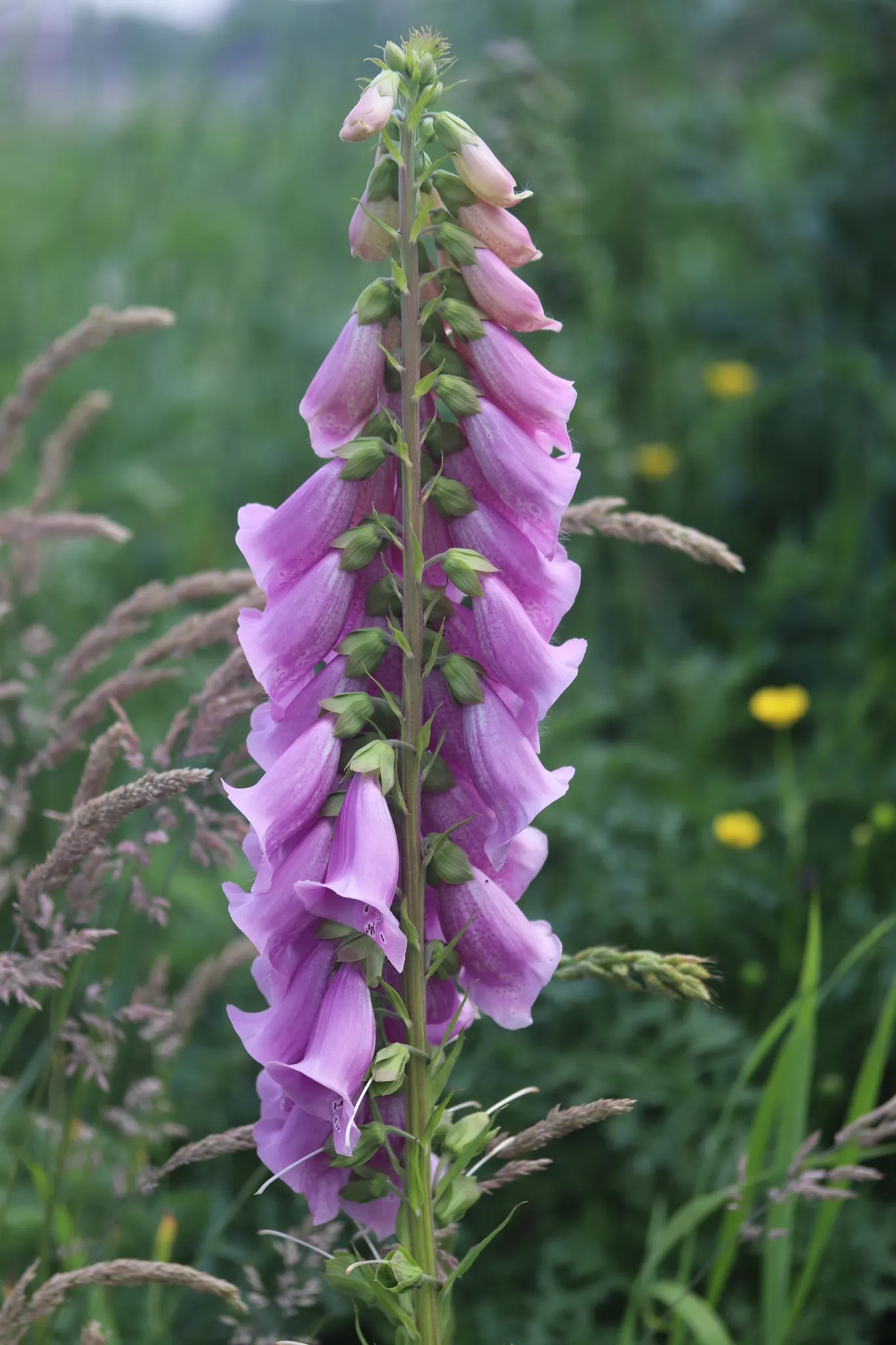 Common Foxglove (Digitalis Purpurea) — humus-rich soil with a slightly acidic to neutral pH; is an enchanting biennial that brings vertical drama, image 94