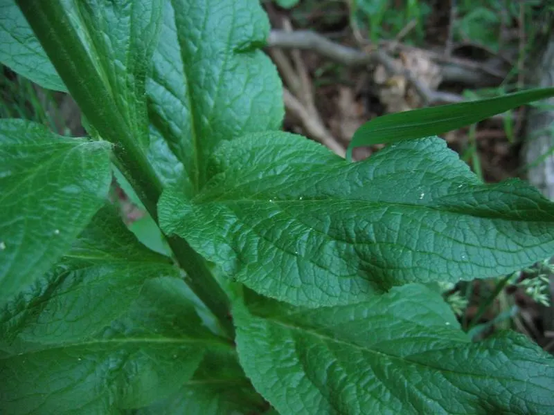Common Foxglove (Digitalis Purpurea) — Toxic if ingested‚Äîan important consideration for pet-friendly gardens, image 140