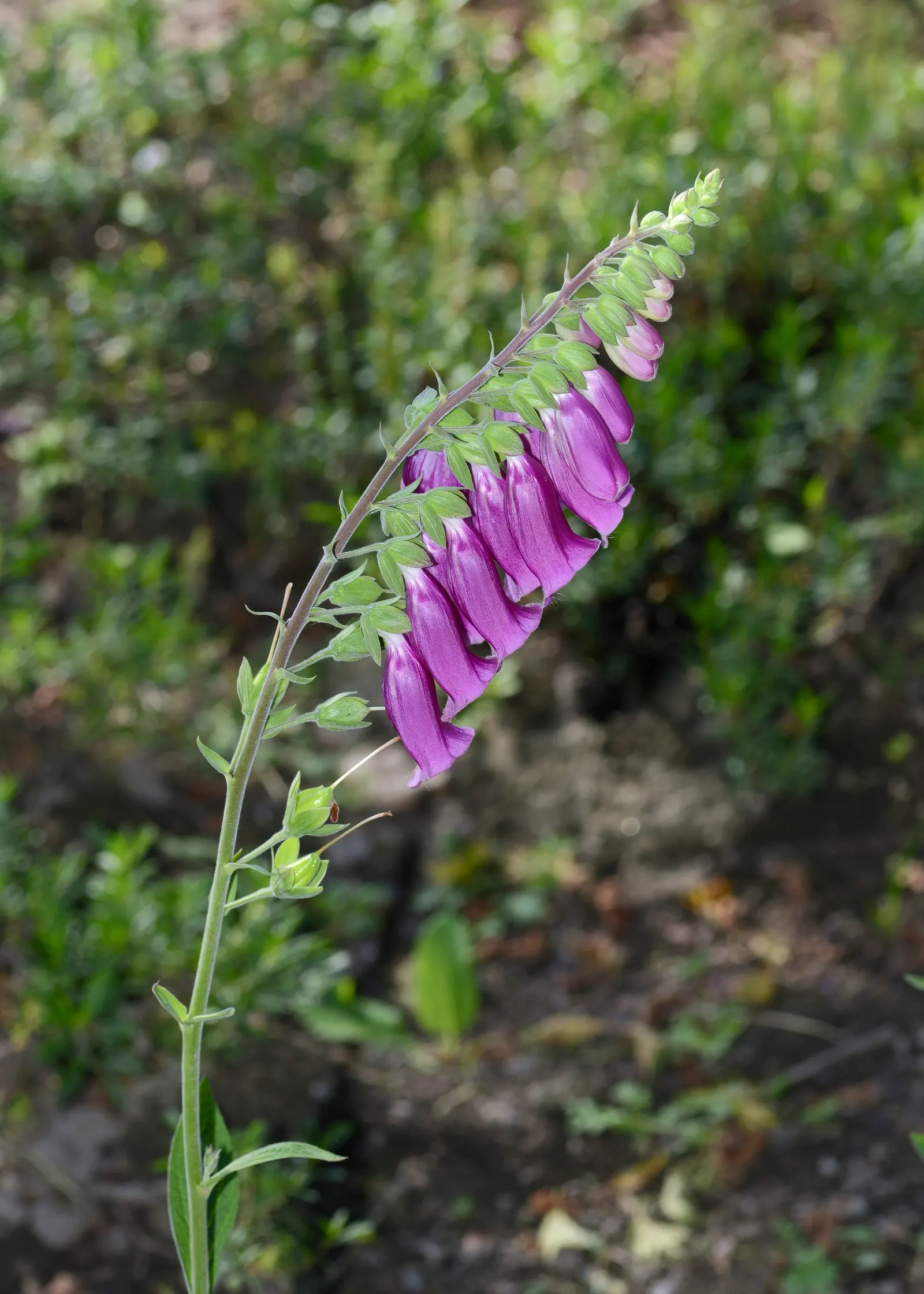 Common Foxglove (Digitalis Purpurea) — humus-rich soil with a slightly acidic to neutral pH