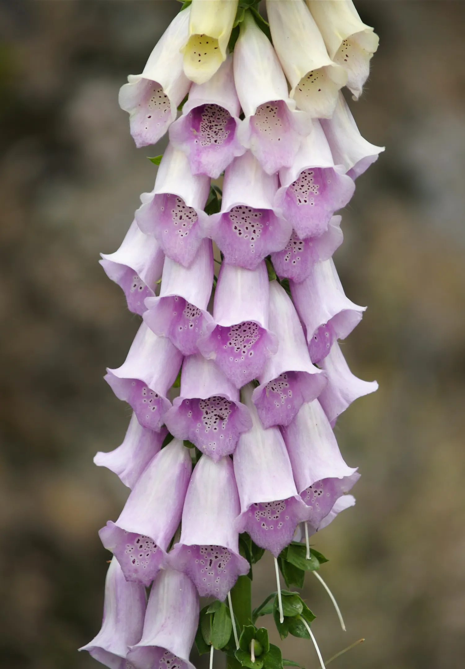 Common Foxglove (Digitalis Purpurea) — and spreading approximately 10 to 18 inches; utilize as a background plant in borders for vertical accent, image 117