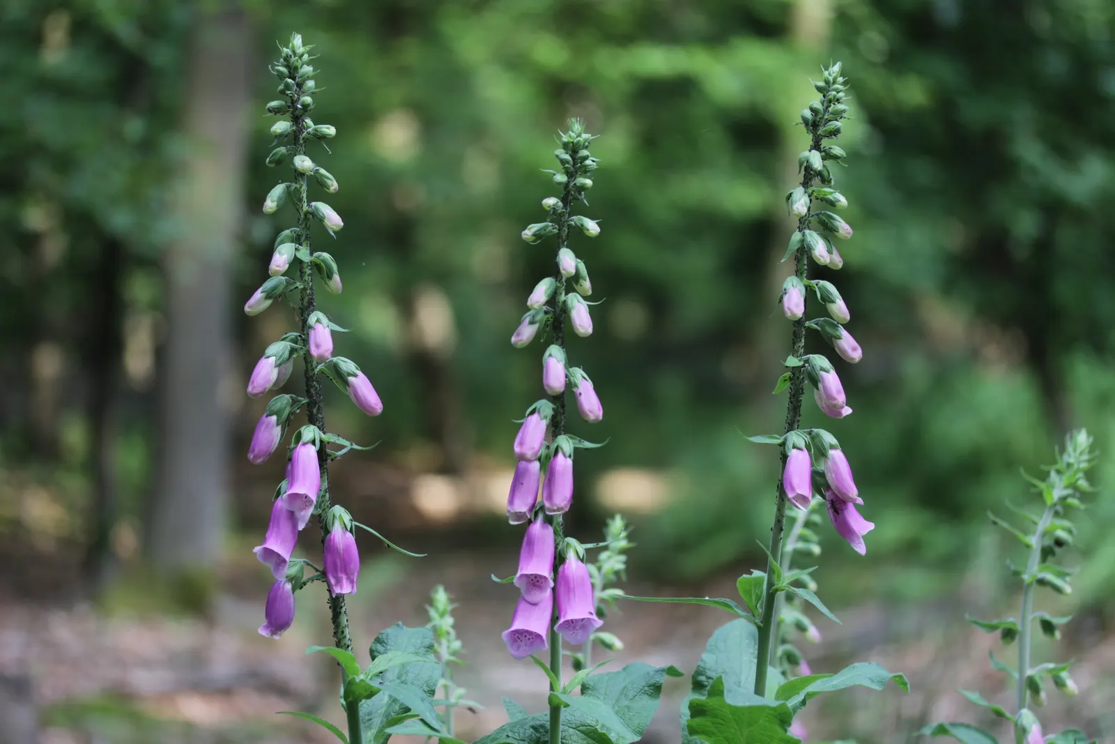 Common Foxglove (Digitalis Purpurea) — Prefers partial shade and well-drained soil; multi-colored and pink and purple flowers in the garden, image 85