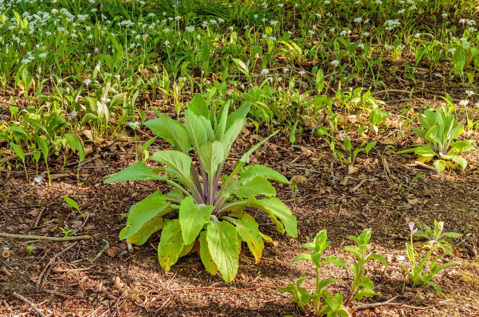Common Foxglove (Digitalis Purpurea) — perennial with multi-colored and pink and purple blooms; deadheading will encourage a second bloom and prevent
