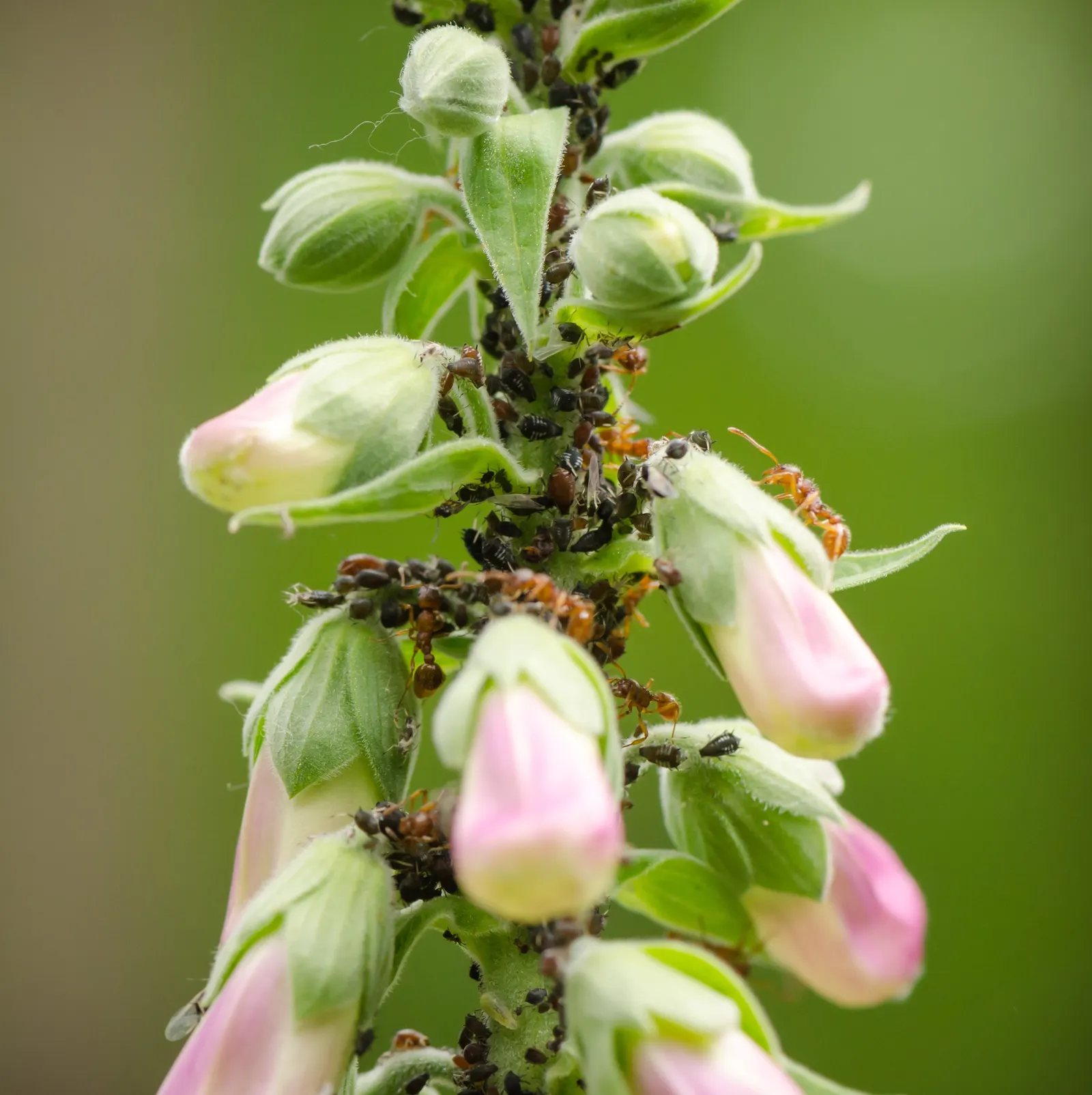 Common Foxglove (Digitalis Purpurea) — they will benefit from regular watering during prolonged dry spells; enhancing biodiversity within the garden, image 96