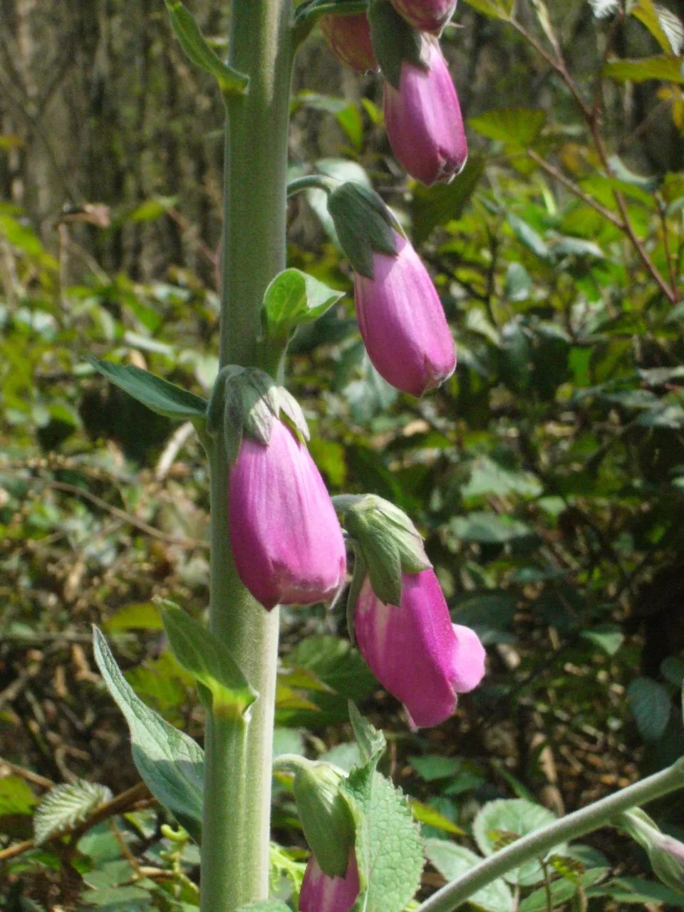 Common Foxglove (Digitalis Purpurea) — Digitalis purpurea, or Common Foxglove, is a striking biennial standing at 2-5 ft tall; prefers partial, image 136
