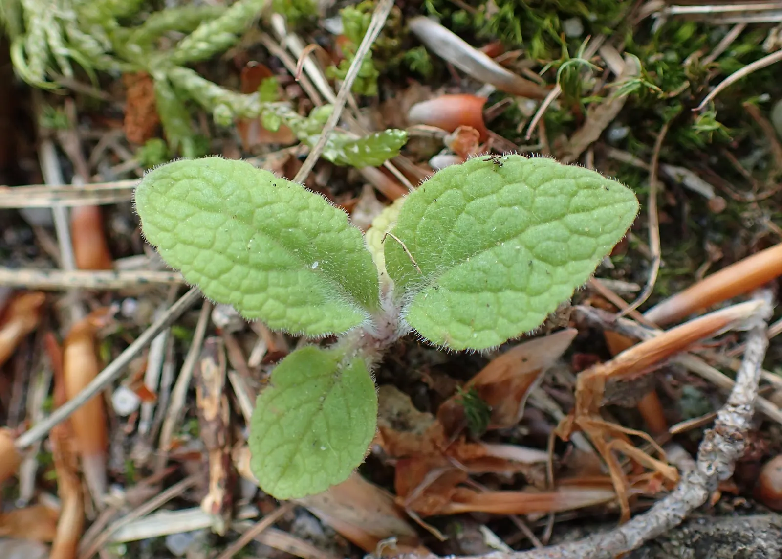 Common Foxglove (Digitalis Purpurea) — perennial for half; with its stately presence and rustic charm, image 81