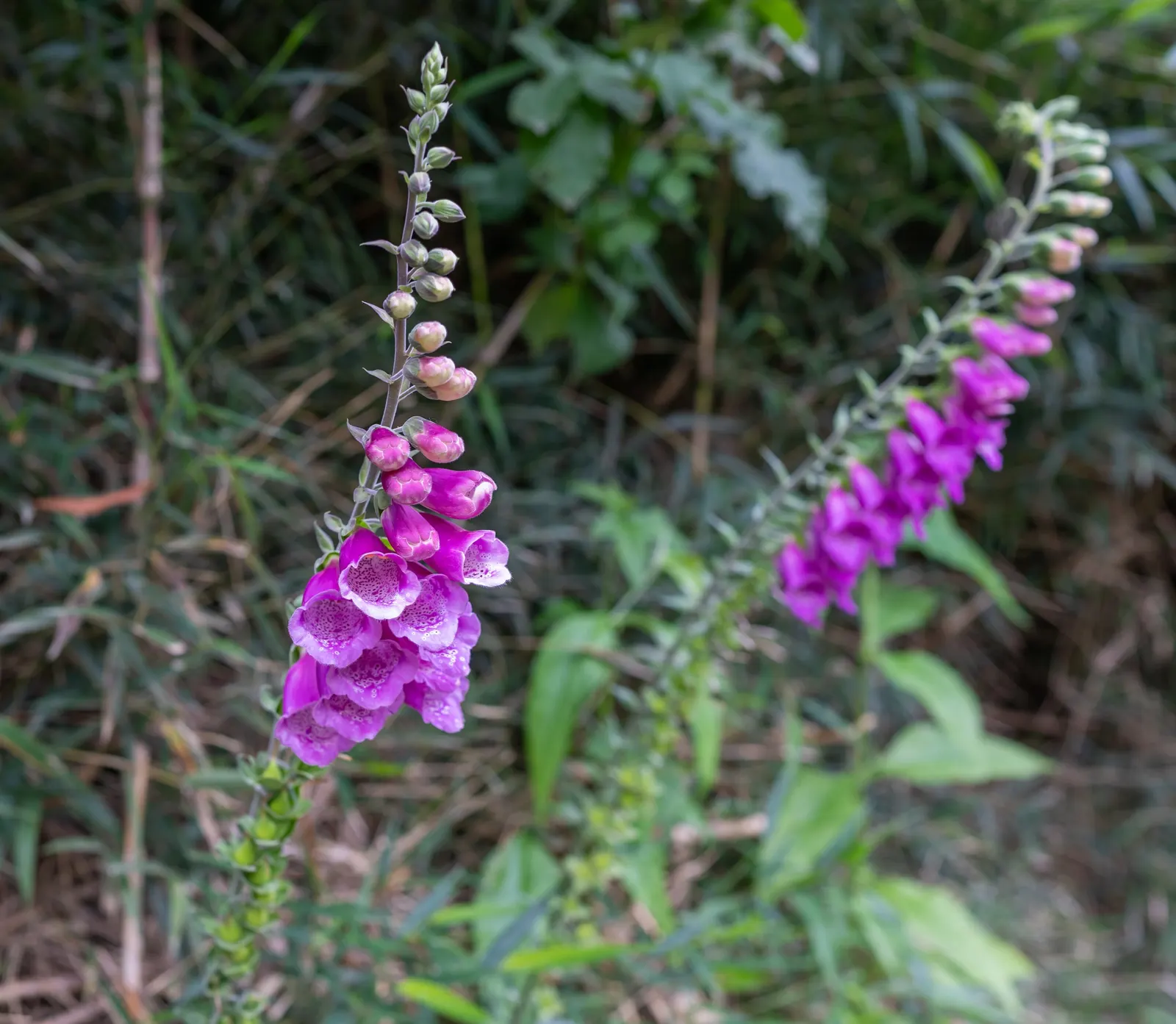 Common Foxglove (Digitalis Purpurea) — this European native boasts tall; humus-rich soil with a slightly acidic to neutral pH