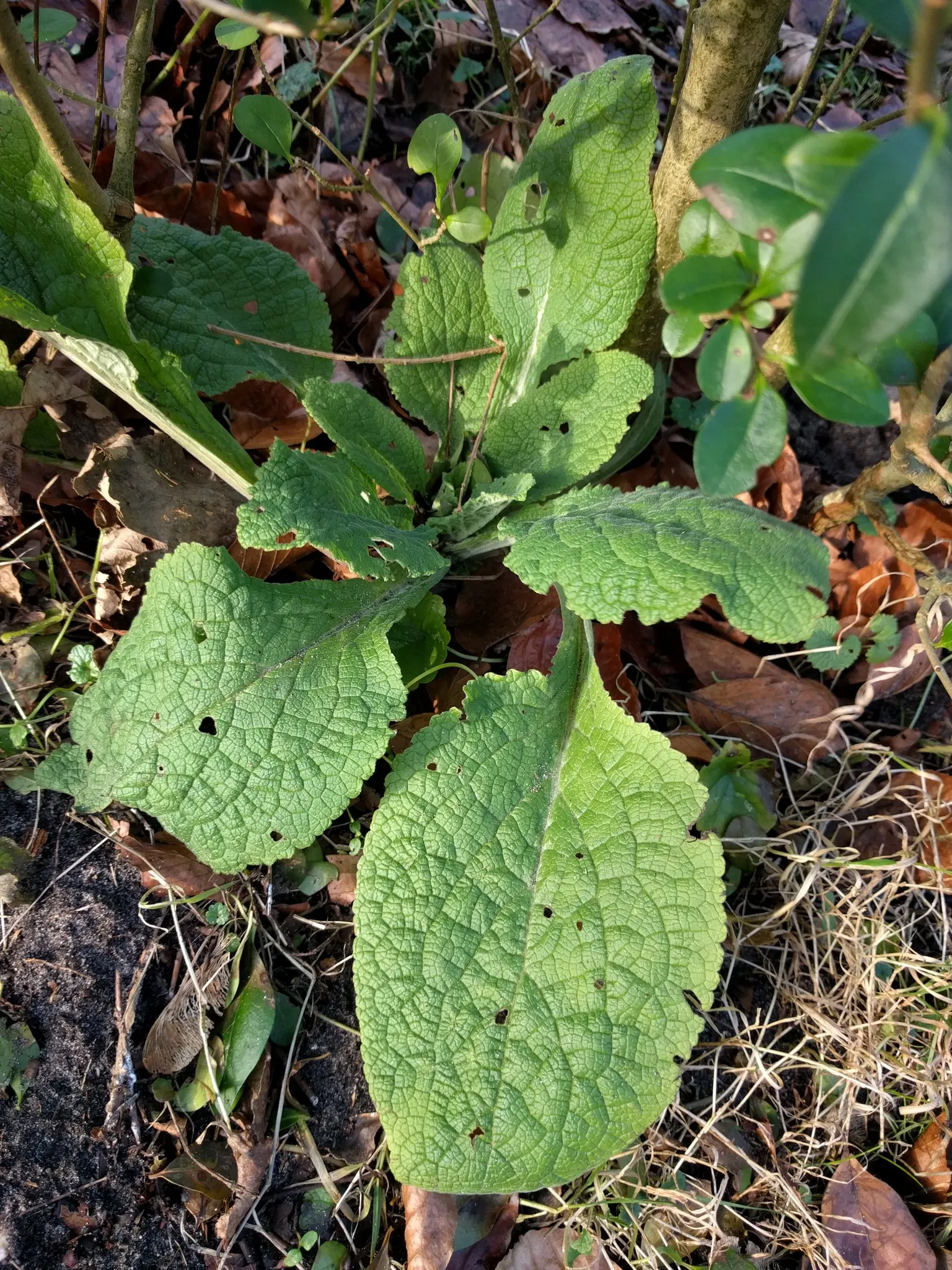 Common Foxglove (Digitalis Purpurea) — Prefers partial shade and well-drained soil; multi-colored and pink and purple flowers in the garden, image 112