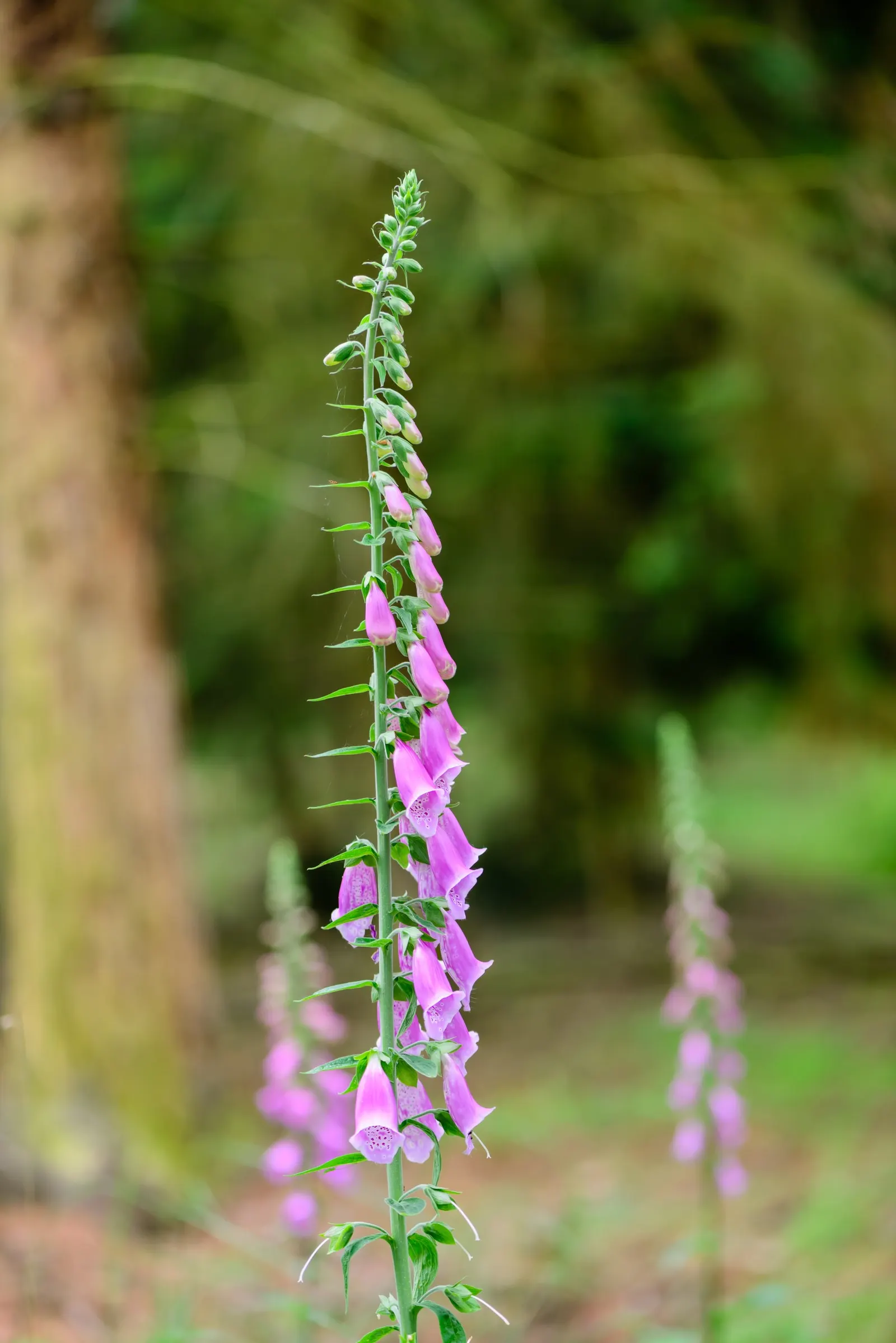 Common Foxglove (Digitalis Purpurea) — They pair well with ferns, hostas, and other shade-loving perennials, image 131