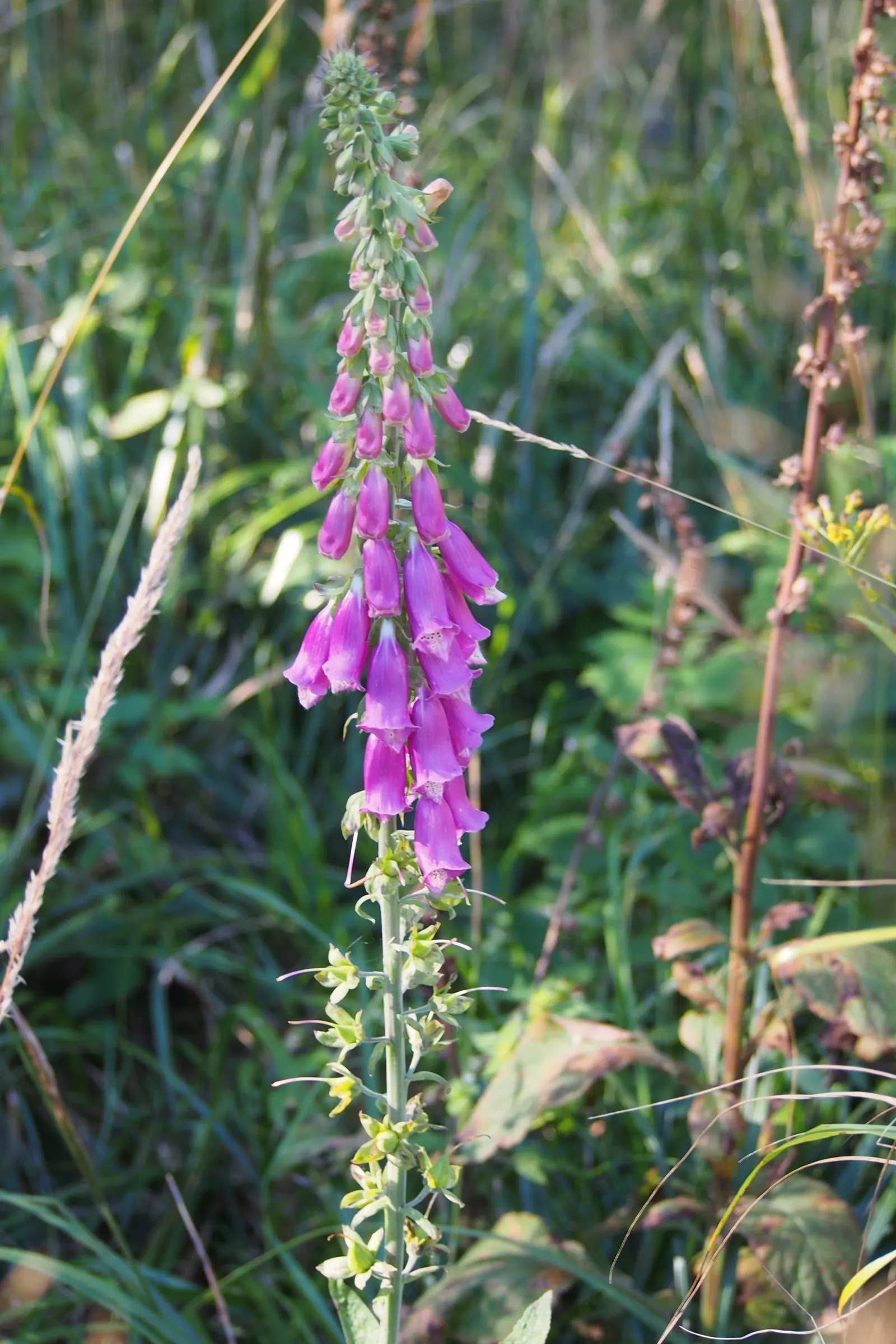 Common Foxglove (Digitalis Purpurea) — which can lead to naturalization in the right conditions; they will benefit from regular watering during prolonged dry
