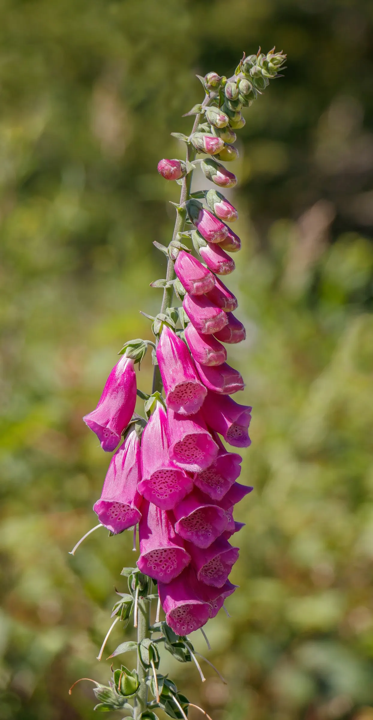 Common Foxglove (Digitalis Purpurea) — multi-colored and pink and purple flowers in the garden; this European native boasts tall, image 79