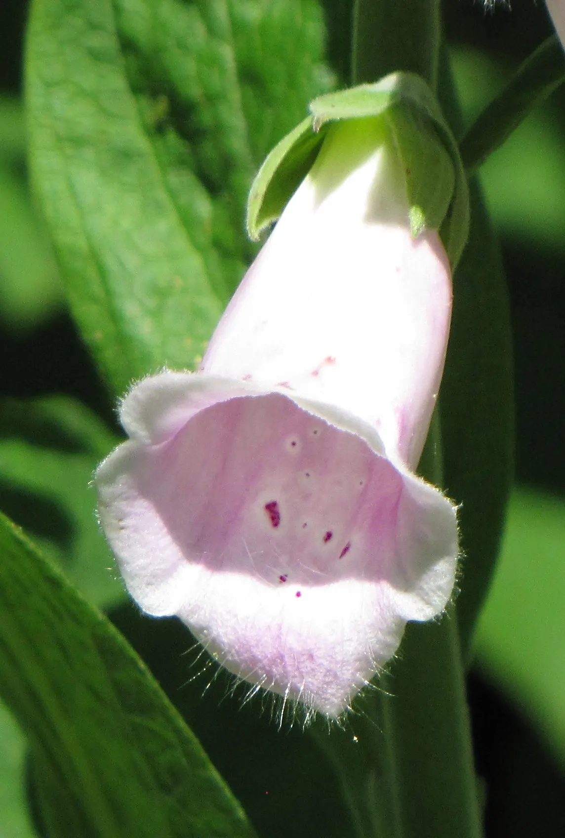 Common Foxglove (Digitalis Purpurea) — their towering flower spikes provide excellent vertical structure and are a magnet for pollinators