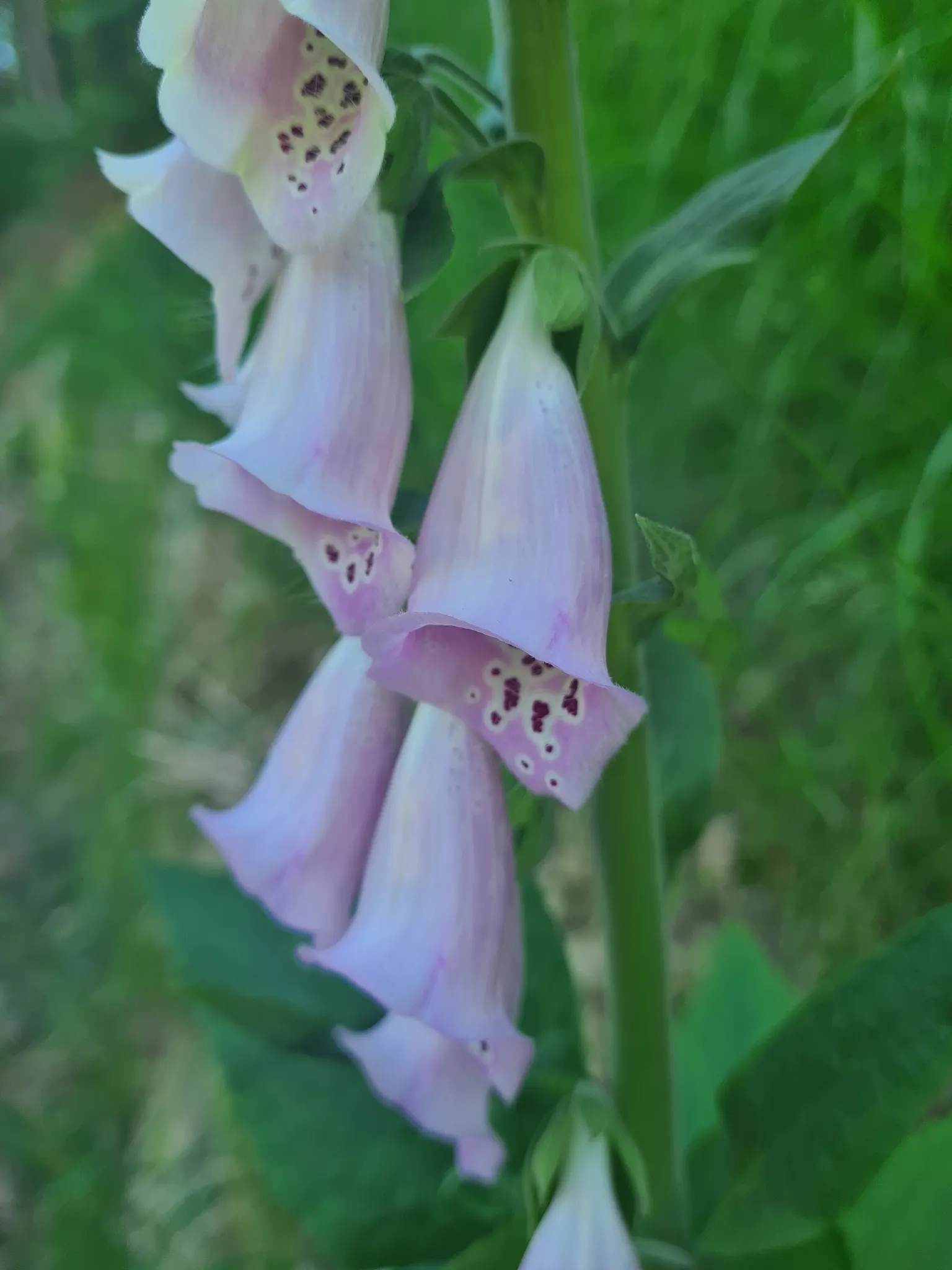 Common Foxglove (Digitalis Purpurea) — and spreading approximately 10 to 18 inches; utilize as a background plant in borders for vertical accent, image 90