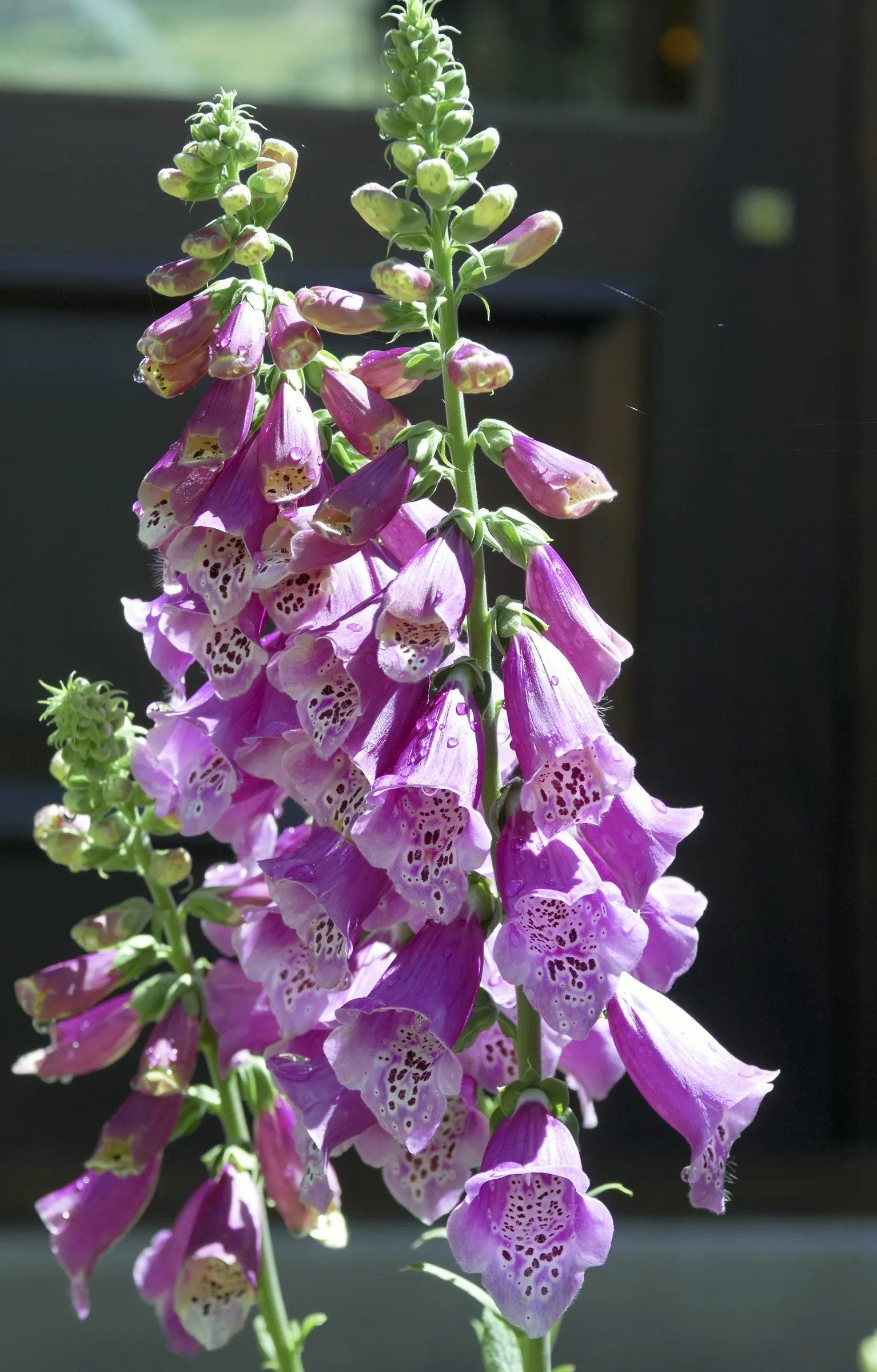 Common Foxglove (Digitalis Purpurea) — place foxgloves in the mid to back borders for a visually striking backdrop; so caution should be taken if, image 103