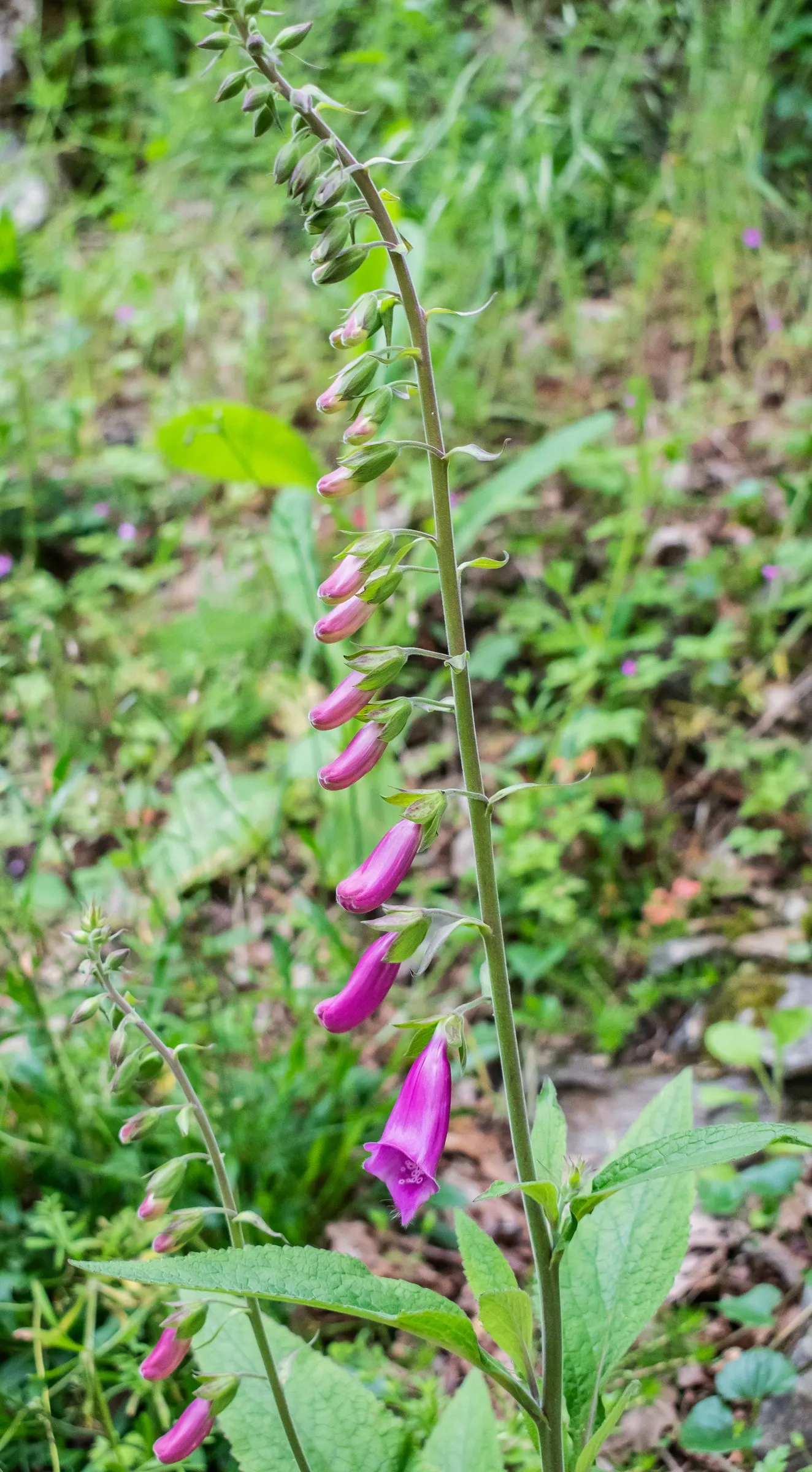 Common Foxglove (Digitalis Purpurea) — Prefers partial shade and well-drained soil; multi-colored and pink and purple flowers in the garden