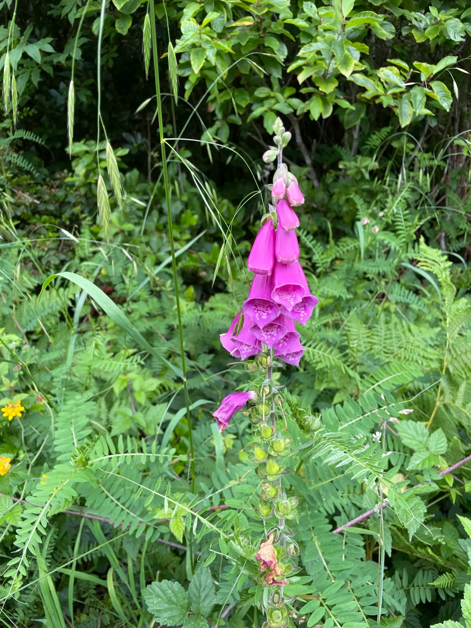 Common Foxglove (Digitalis Purpurea) — so caution should be taken if placed in areas frequented by children or pets; digitalis purpurea, or Common, image 124