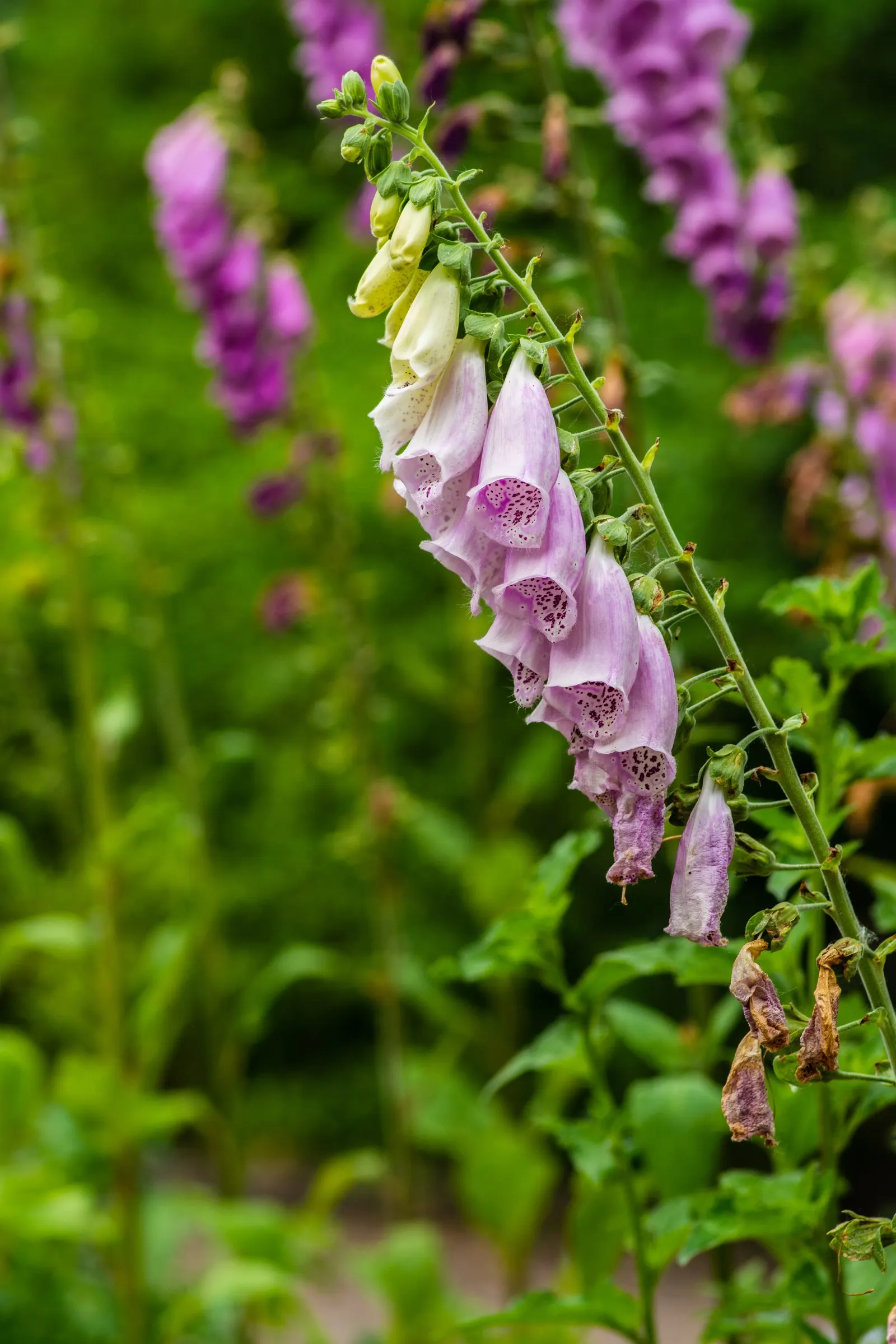 Common Foxglove (Digitalis Purpurea) — multi-colored and pink and purple flowers in the garden; this European native boasts tall, image 133