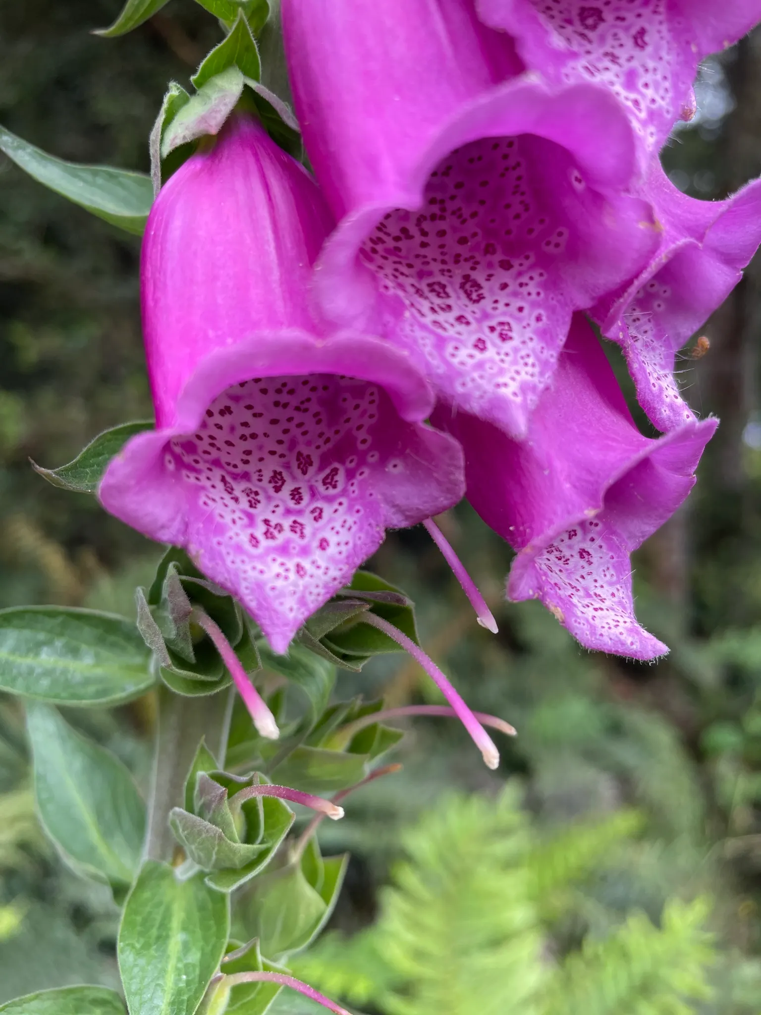 Common Foxglove (Digitalis Purpurea) — they will benefit from regular watering during prolonged dry spells