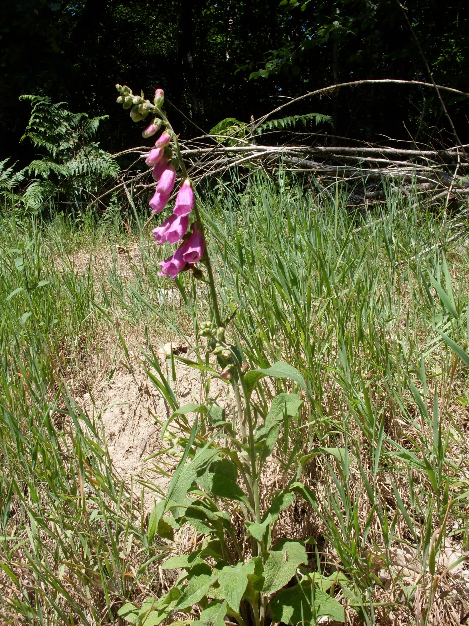 Common Foxglove (Digitalis Purpurea) — Digitalis purpurea, or Common Foxglove, is a striking biennial standing at 2-5 ft tall; prefers partial, image 109