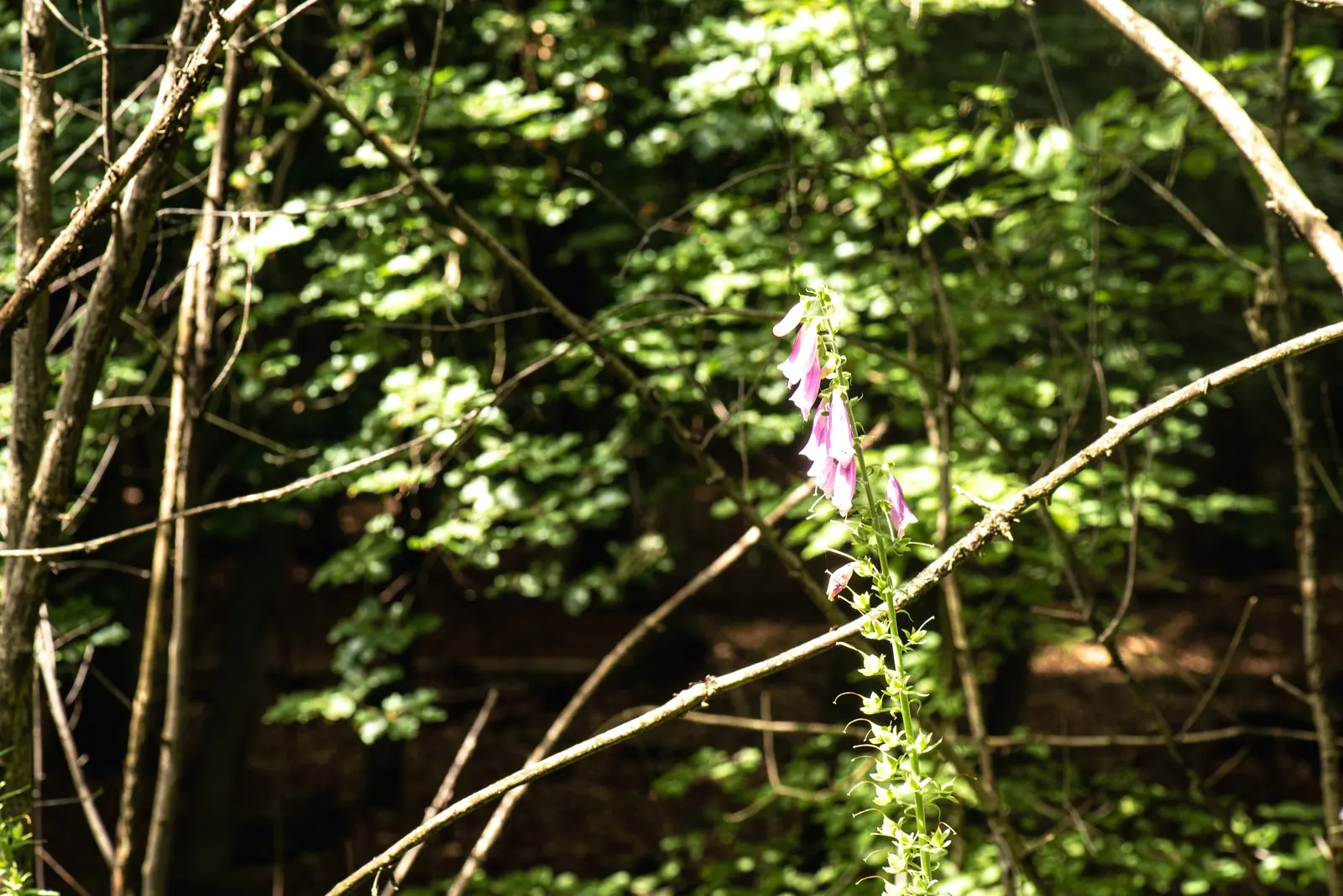 Common Foxglove (Digitalis Purpurea) — and spreading approximately 10 to 18 inches