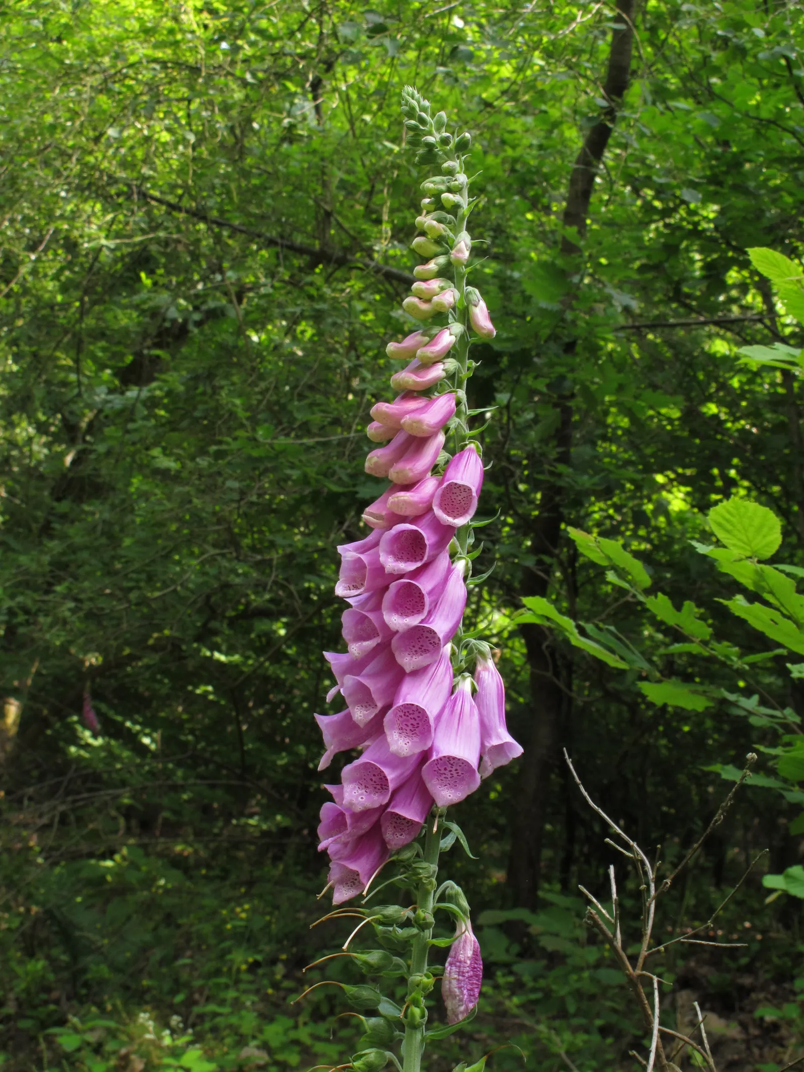 Common Foxglove (Digitalis Purpurea) — Digitalis purpurea, or Common Foxglove, is a striking biennial standing at 2-5 ft tall; prefers partial, image 82