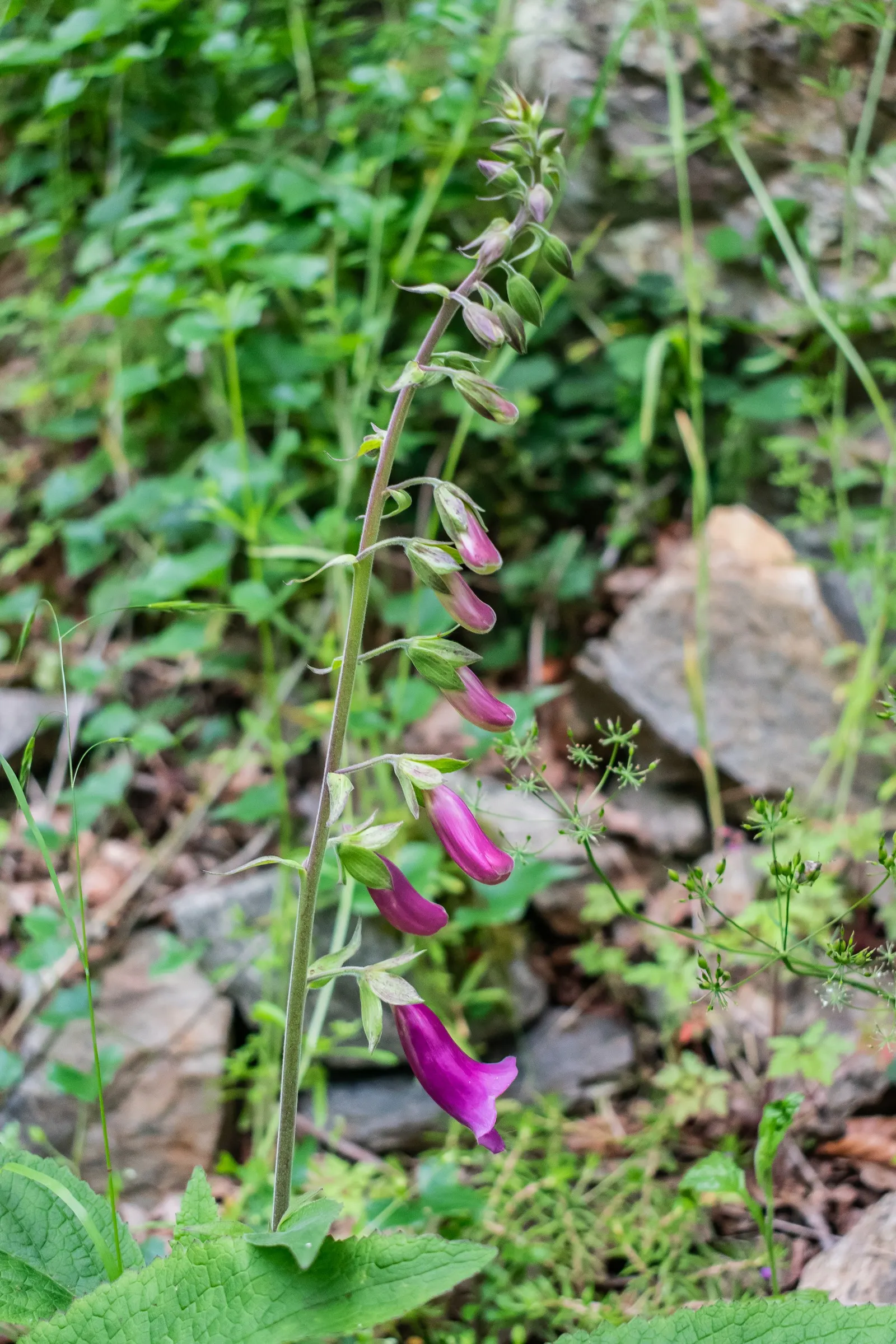 Common Foxglove (Digitalis Purpurea) — Flowers appear in late spring to early summer, attracting bees and hummingbirds; which can lead to, image 138
