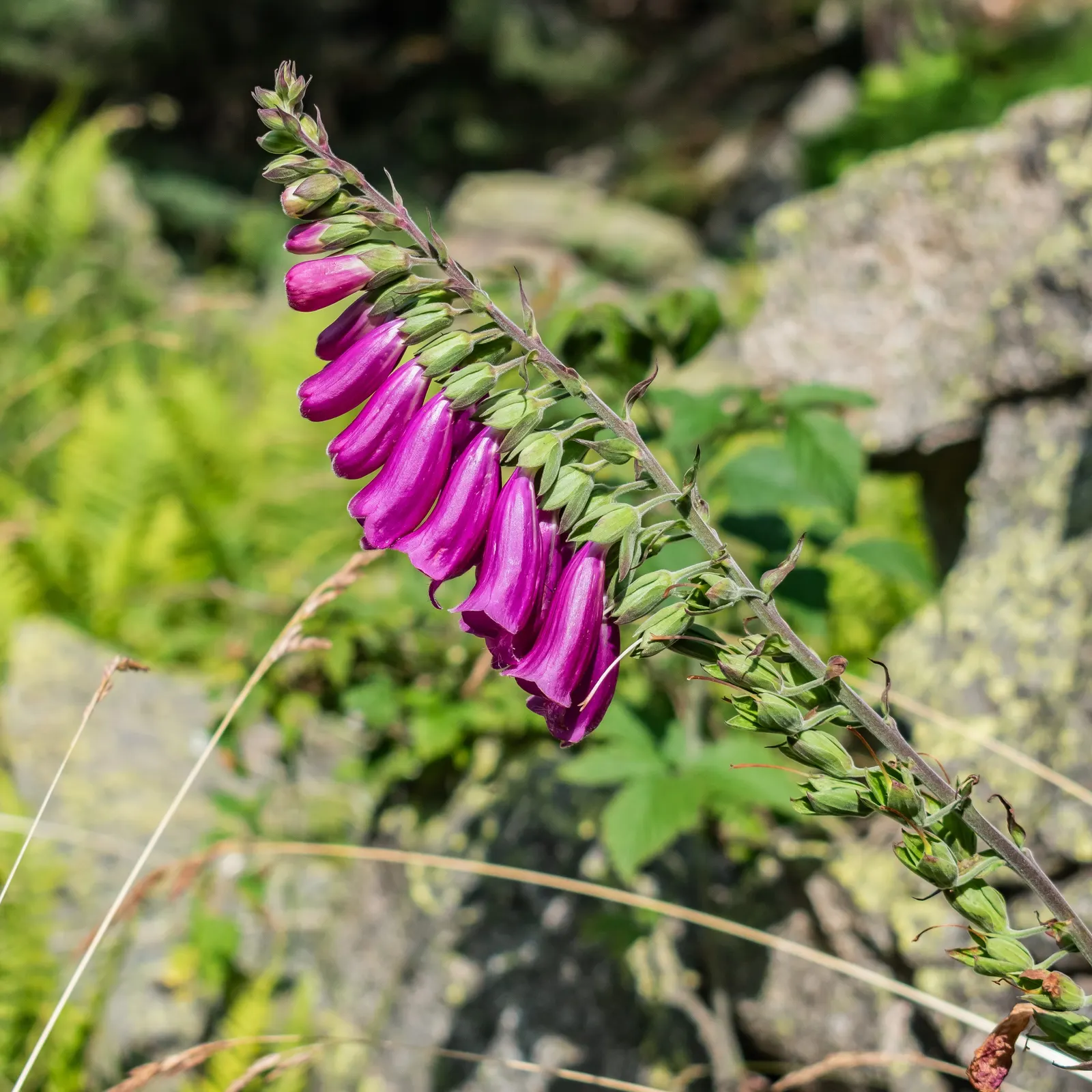 Common Foxglove (Digitalis Purpurea) — Toxic if ingested‚Äîan important consideration for pet-friendly gardens, image 59