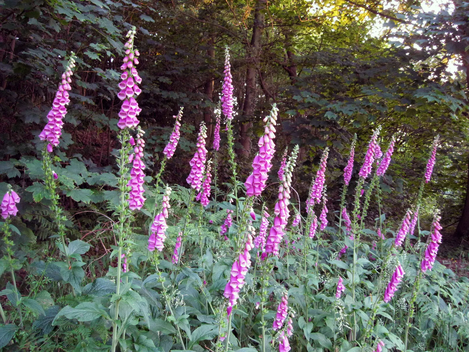 Common Foxglove (Digitalis Purpurea) — Flowers appear in late spring to early summer, attracting bees and hummingbirds; which can lead to, image 111