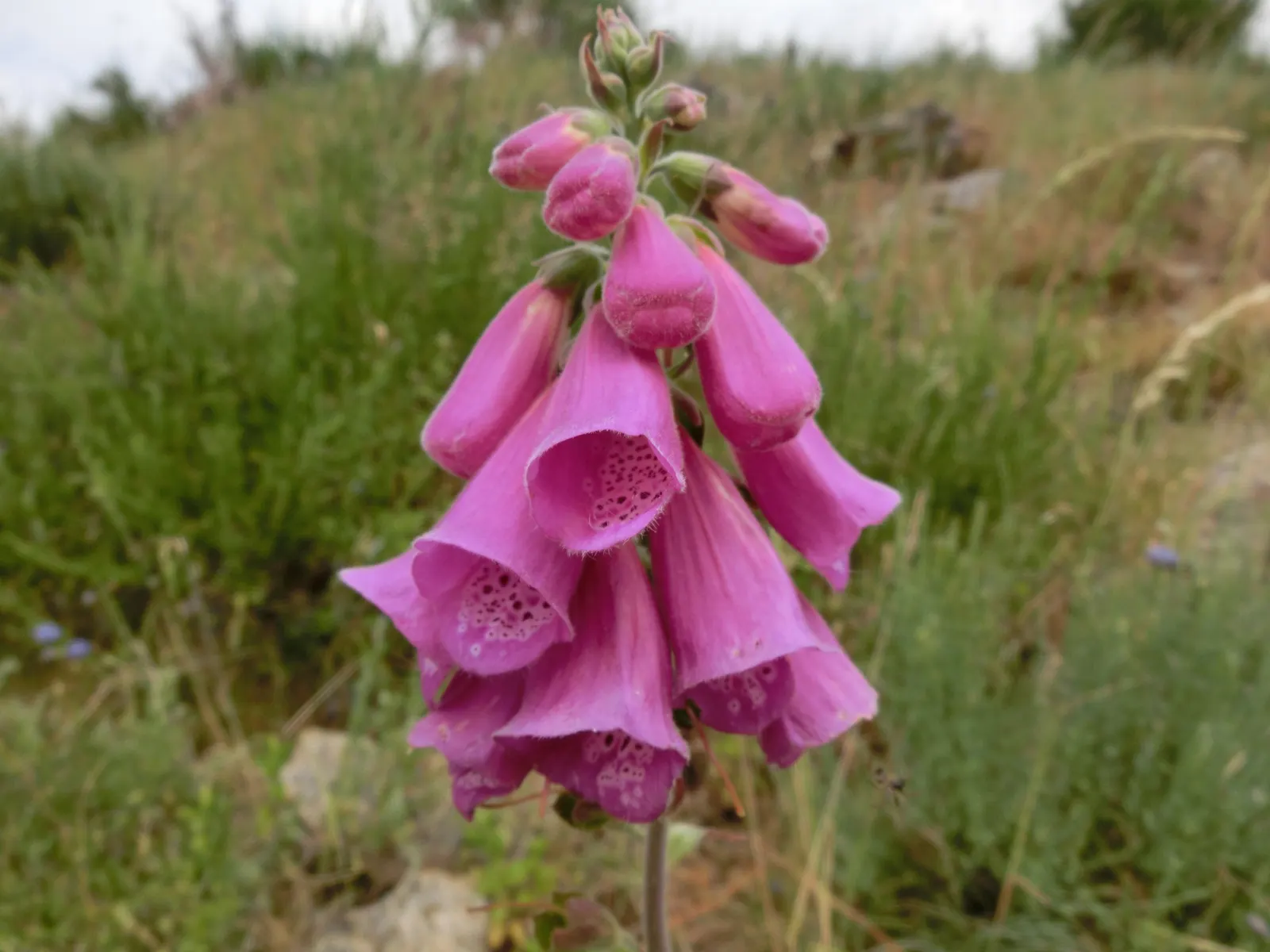 Common Foxglove (Digitalis Purpurea) — spiky racemes of tubular flowers which blossom in early to mid-summer; particularly bees and hummingbirds, image 65
