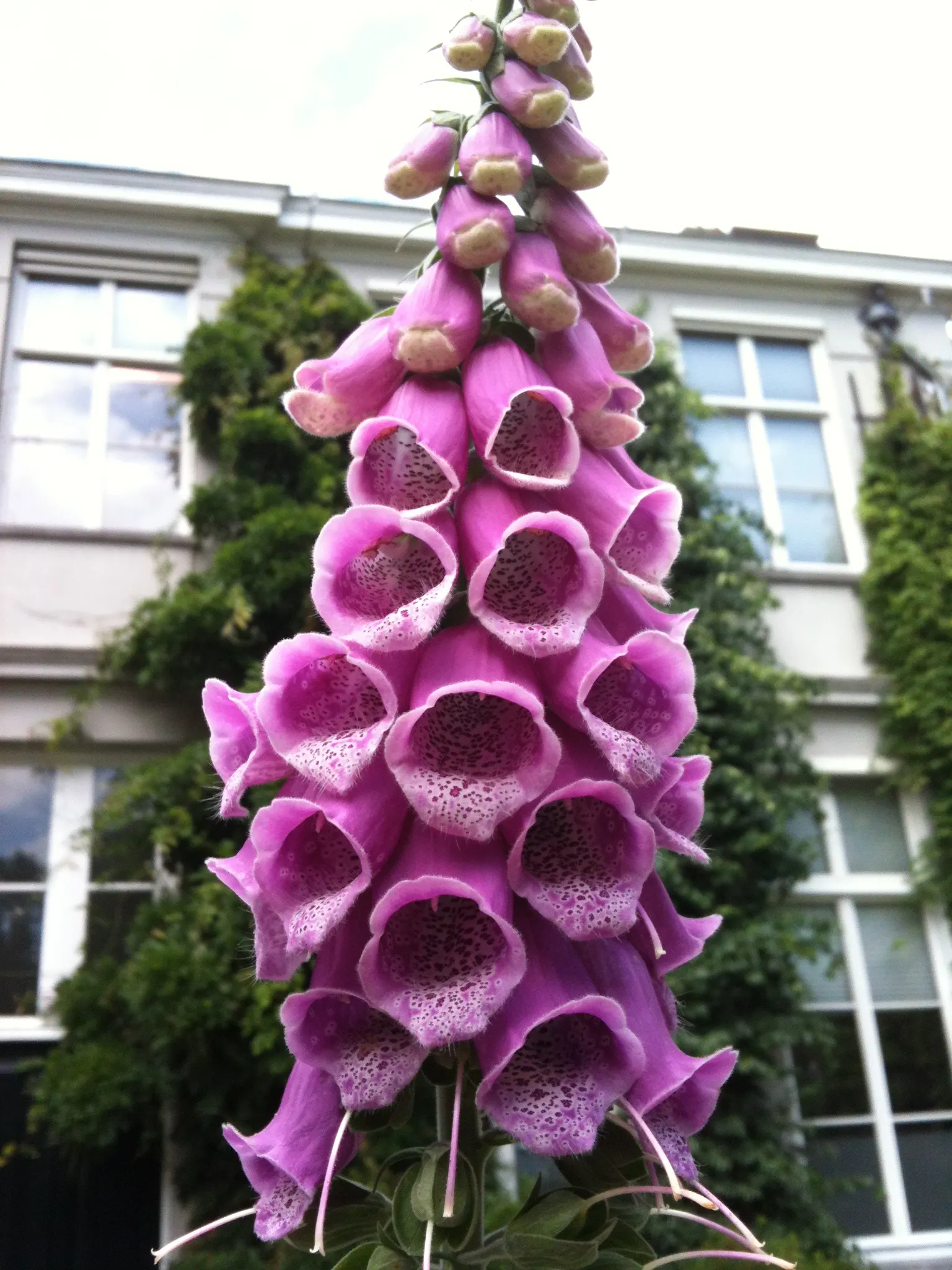 Common Foxglove (Digitalis Purpurea) — they will benefit from regular watering during prolonged dry spells; enhancing biodiversity within the garden