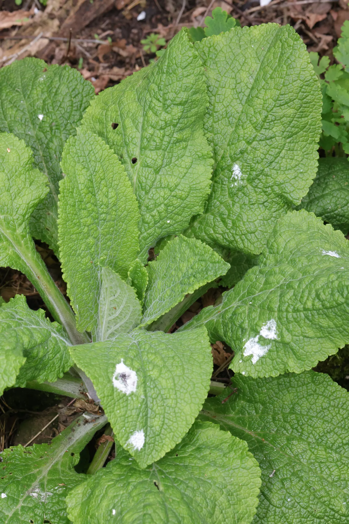Common Foxglove (Digitalis Purpurea) — Prefers partial shade and well-drained soil; multi-colored and pink and purple flowers in the garden, image 58