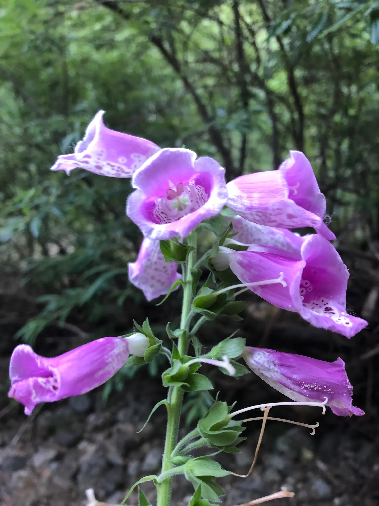 Common Foxglove (Digitalis Purpurea) — humus-rich soil with a slightly acidic to neutral pH; is an enchanting biennial that brings vertical drama and a touch