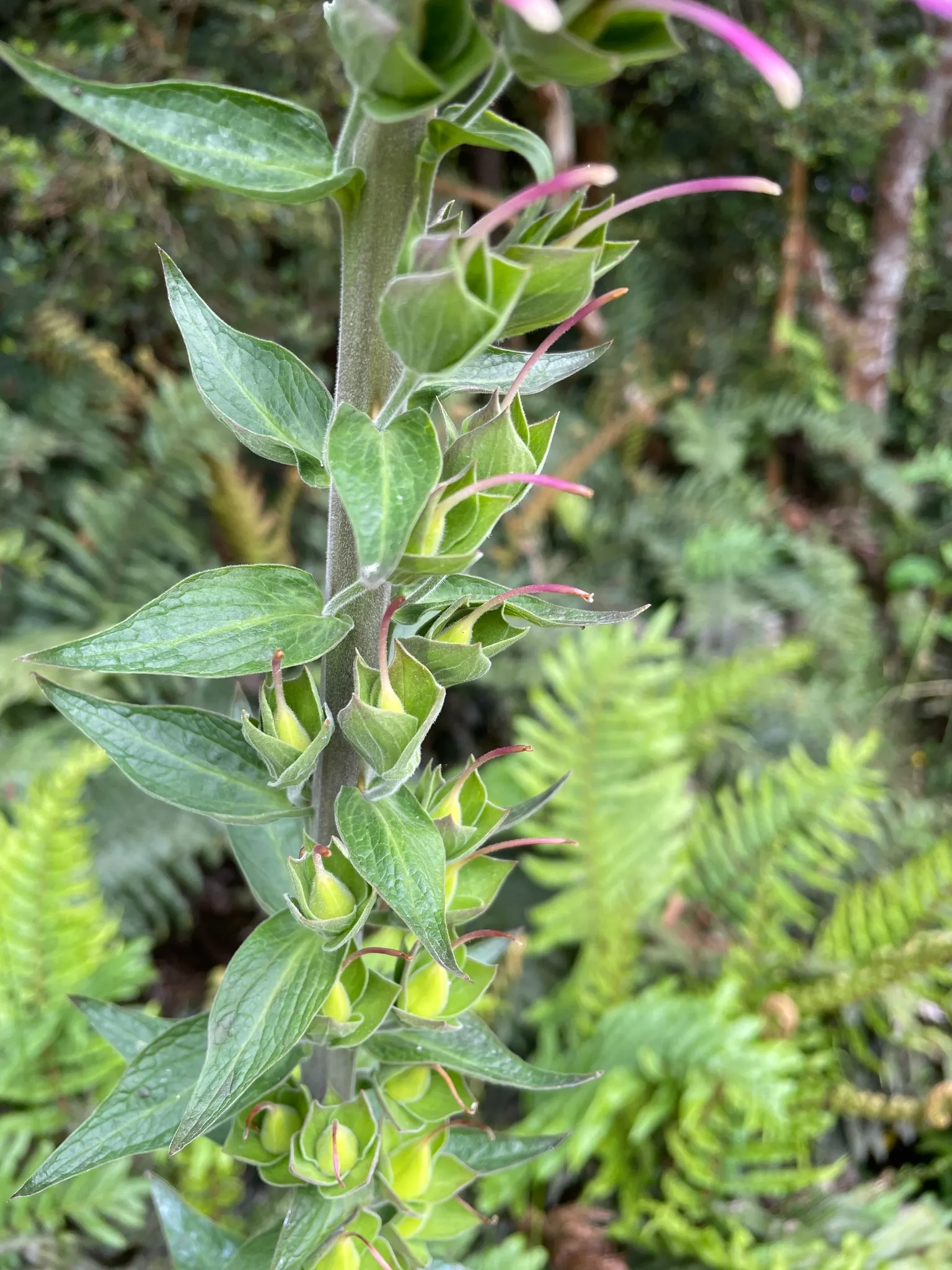 Common Foxglove (Digitalis Purpurea) — While moderately drought-resistant once established, image 122