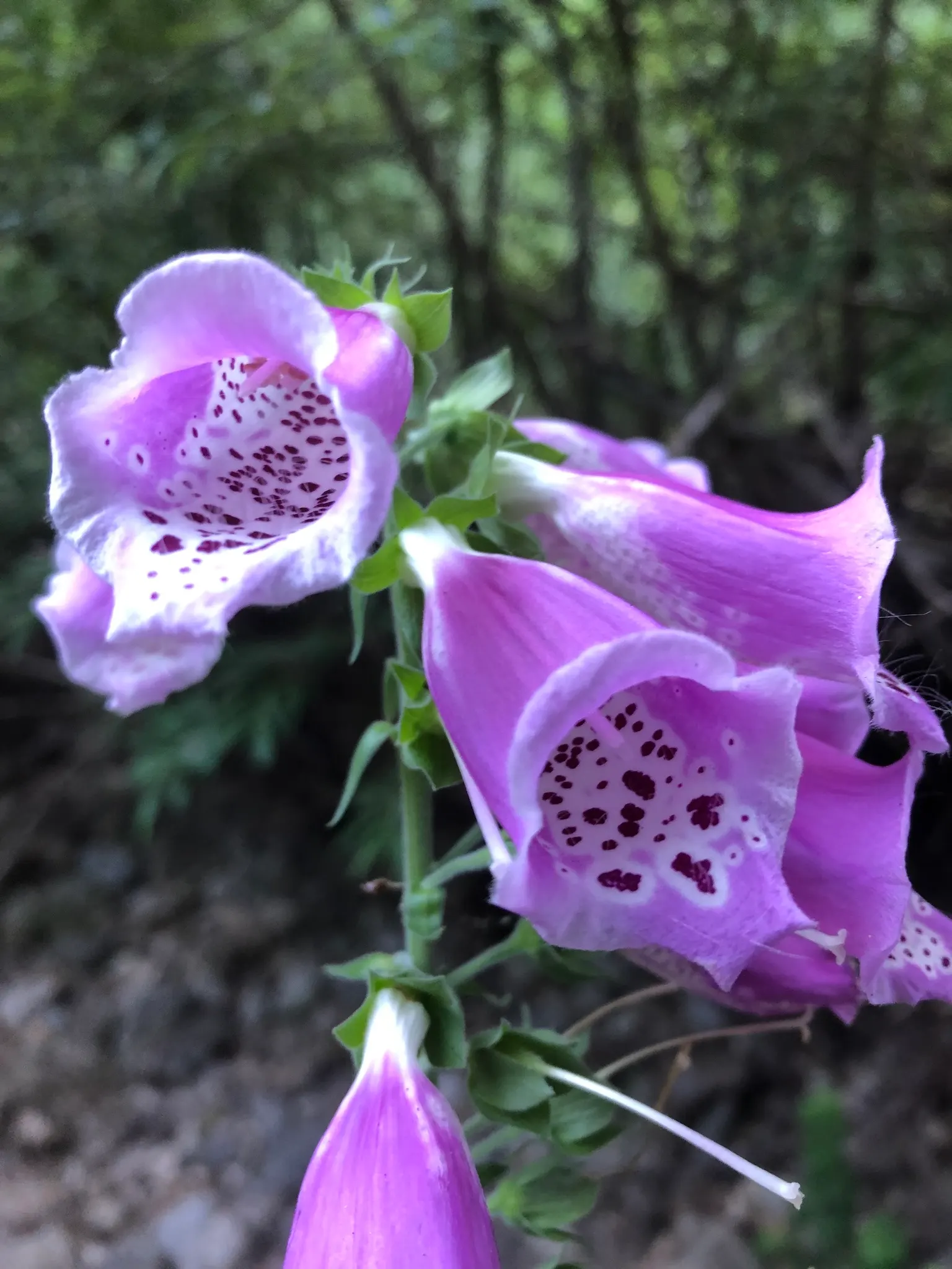 Common Foxglove (Digitalis Purpurea) — particularly bees and hummingbirds