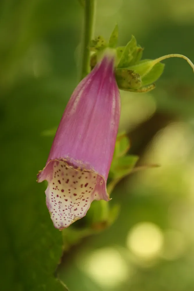 Common Foxglove (Digitalis Purpurea) — this European native boasts tall; humus-rich soil with a slightly acidic to neutral pH, image 64