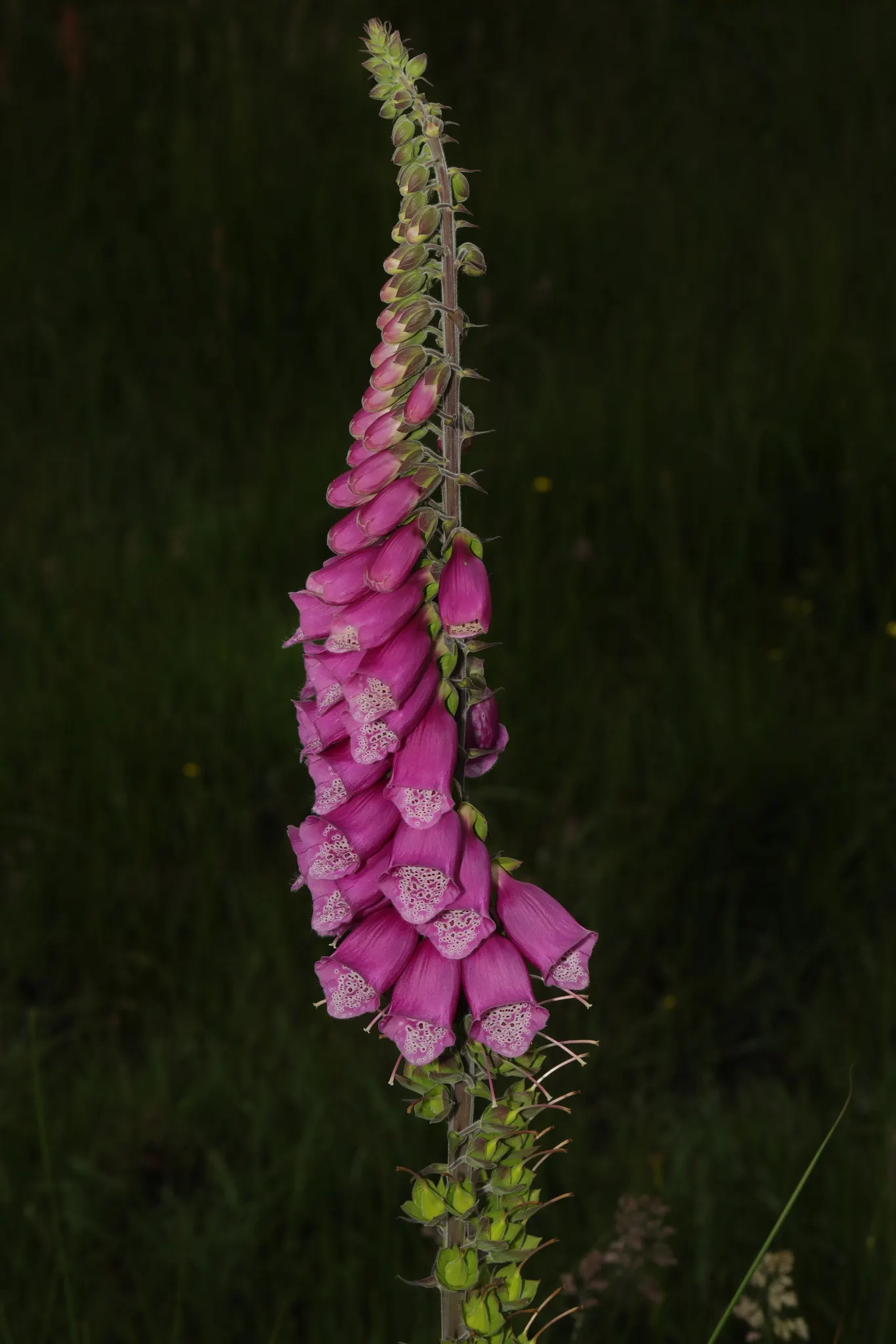 Common Foxglove (Digitalis Purpurea) — perennial with multi-colored and pink and purple blooms; deadheading will encourage a second bloom and, image 80