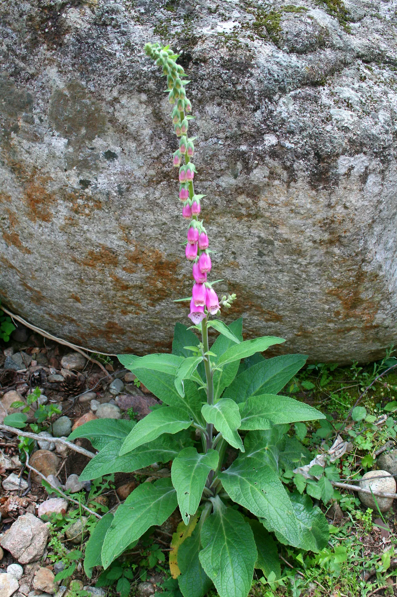 Common Foxglove (Digitalis Purpurea) — With its stately presence and rustic charm; flowers appear in late spring to early summer, attracting bees, image 78