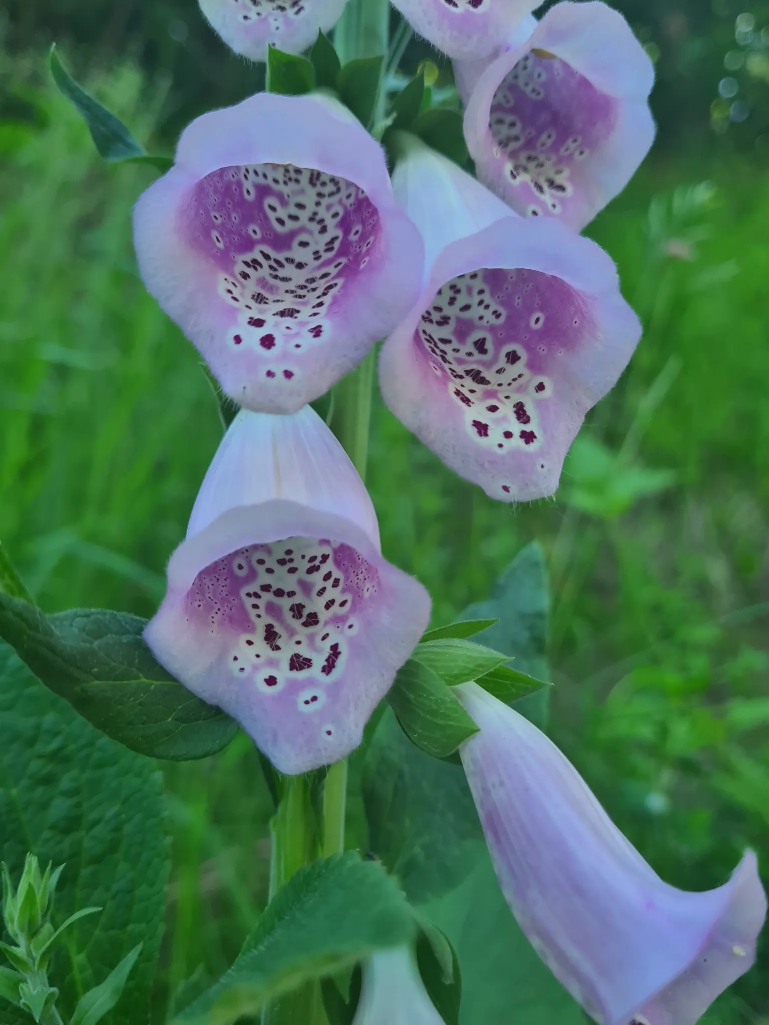 Common Foxglove (Digitalis Purpurea) — this European native boasts tall; humus-rich soil with a slightly acidic to neutral pH, image 118