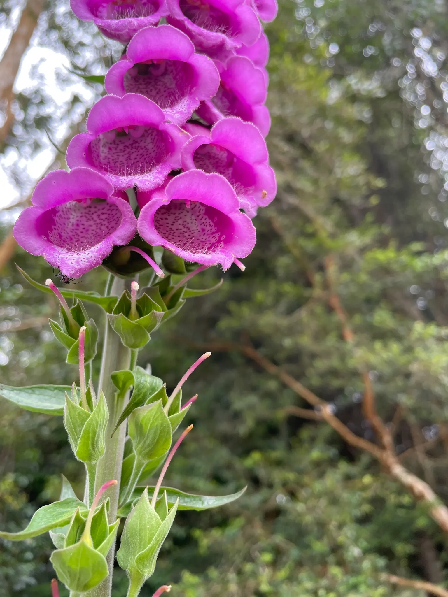 Common Foxglove (Digitalis Purpurea) — Prefers partial shade and well-drained soil; multi-colored and pink and purple flowers in the garden, image 139