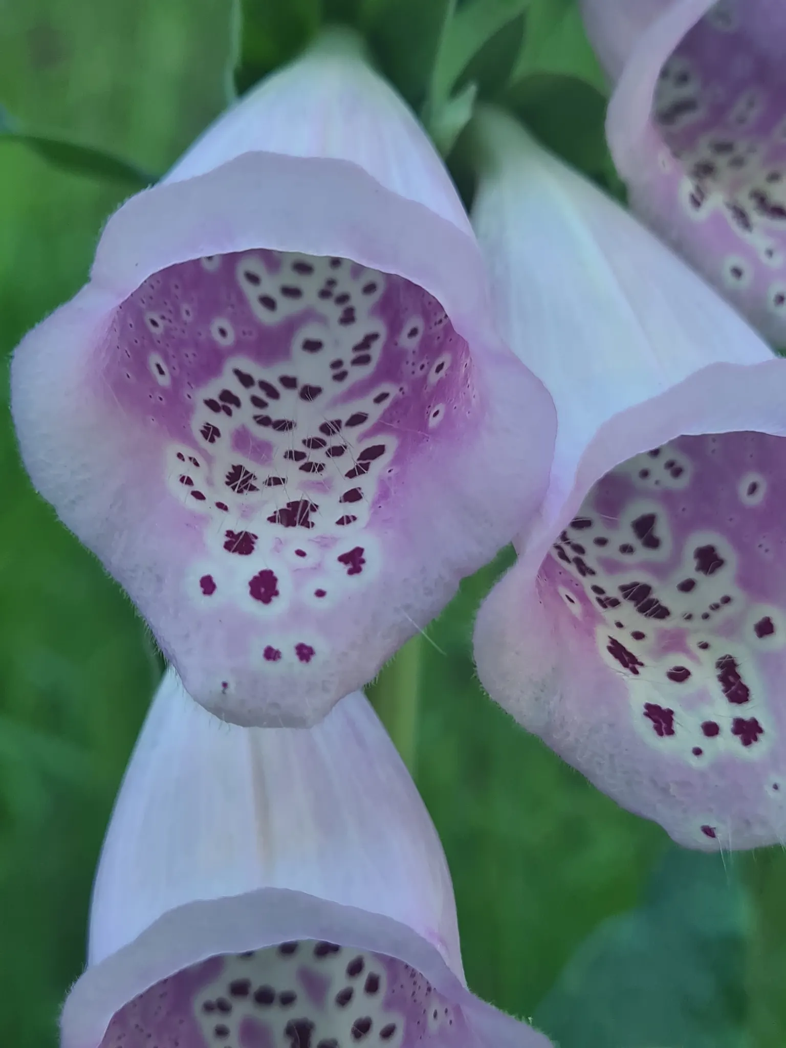 Common Foxglove (Digitalis Purpurea) — enhancing biodiversity within the garden ecosystem.<br><br>When planning a landscape; and spreading, image 102
