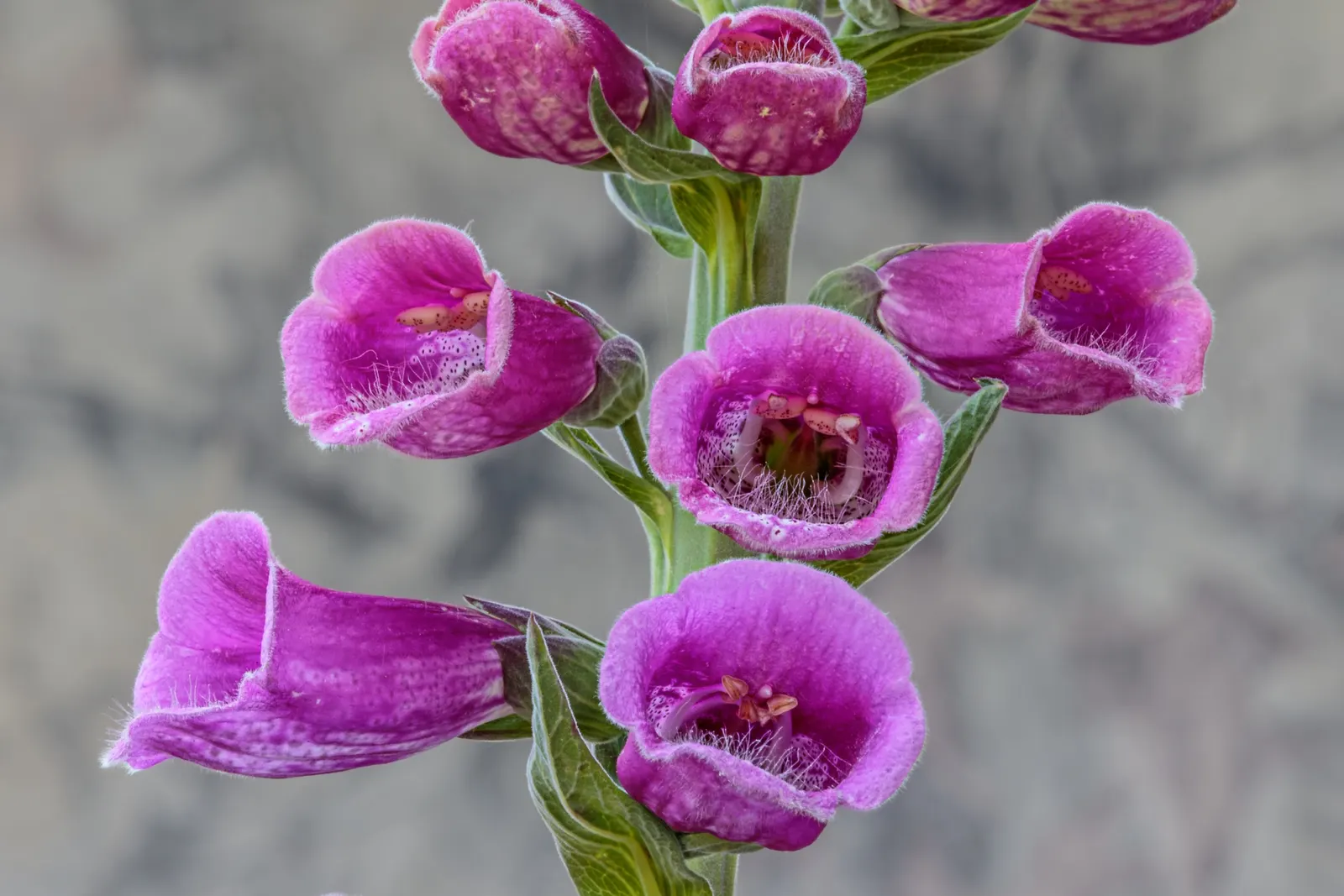 Common Foxglove (Digitalis Purpurea) — perennial with multi-colored and pink and purple blooms; deadheading will encourage a second bloom and, image 107