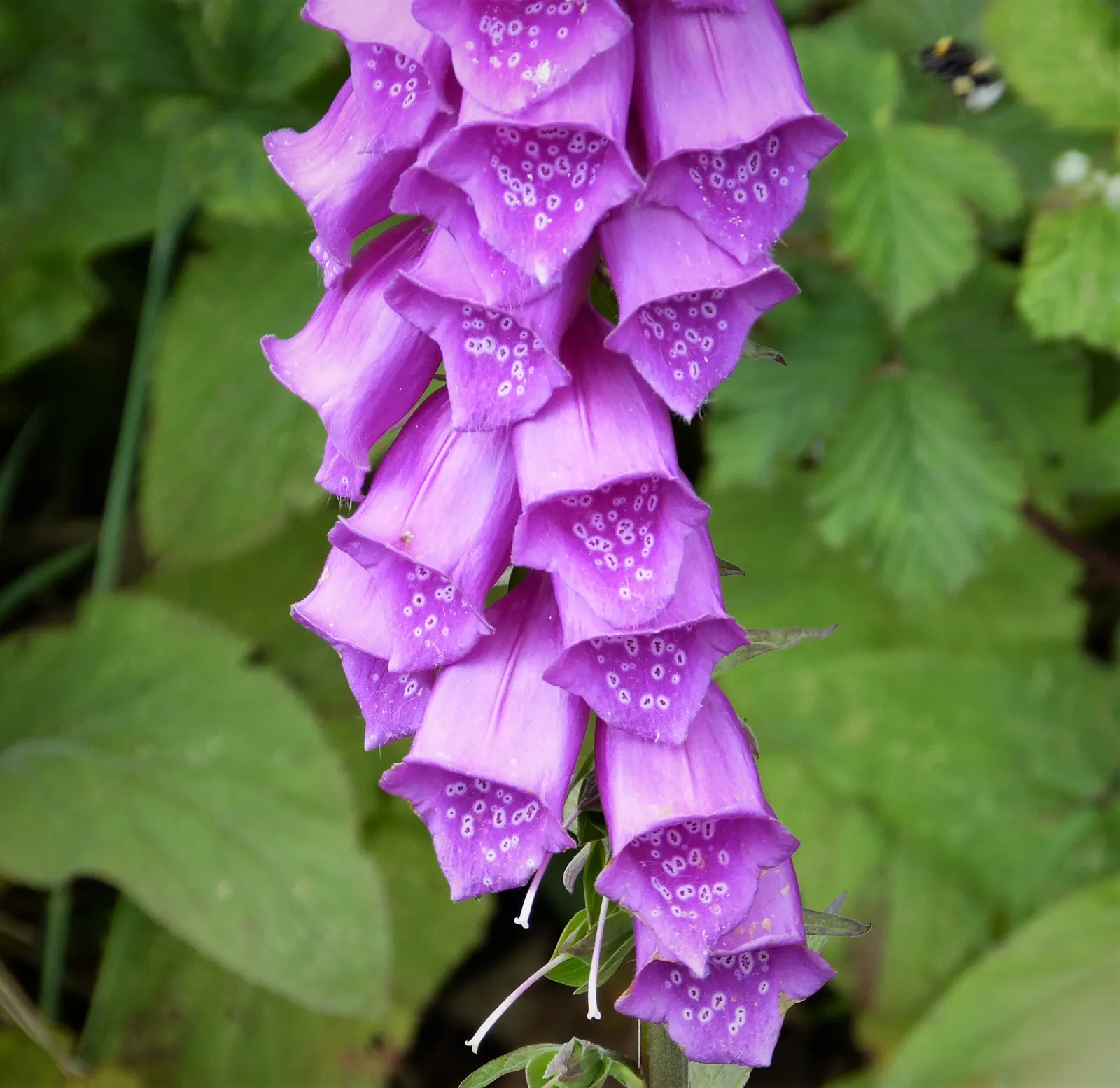 Common Foxglove (Digitalis Purpurea) — Utilize as a background plant in borders for vertical accent; the flowers are typically a striking purple-pink with