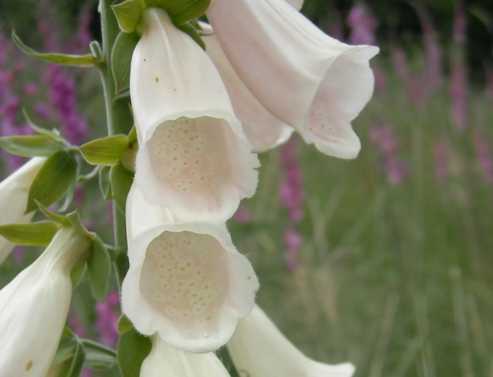 Common Foxglove (Digitalis Purpurea) — Digitalis purpurea, or Common Foxglove, is a striking biennial standing at 2-5 ft tall; prefers partial shade and