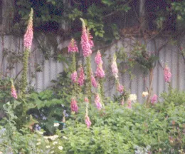 Common Foxglove (Digitalis Purpurea) — place foxgloves in the mid to back borders for a visually striking backdrop; so caution should be taken if, image 76