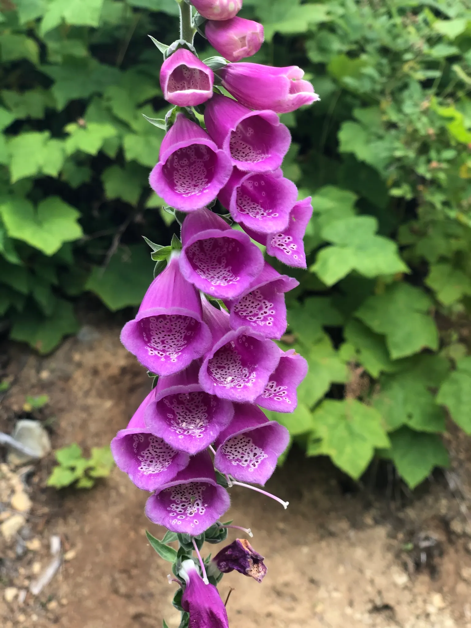 Common Foxglove (Digitalis Purpurea) — While moderately drought-resistant once established, image 68