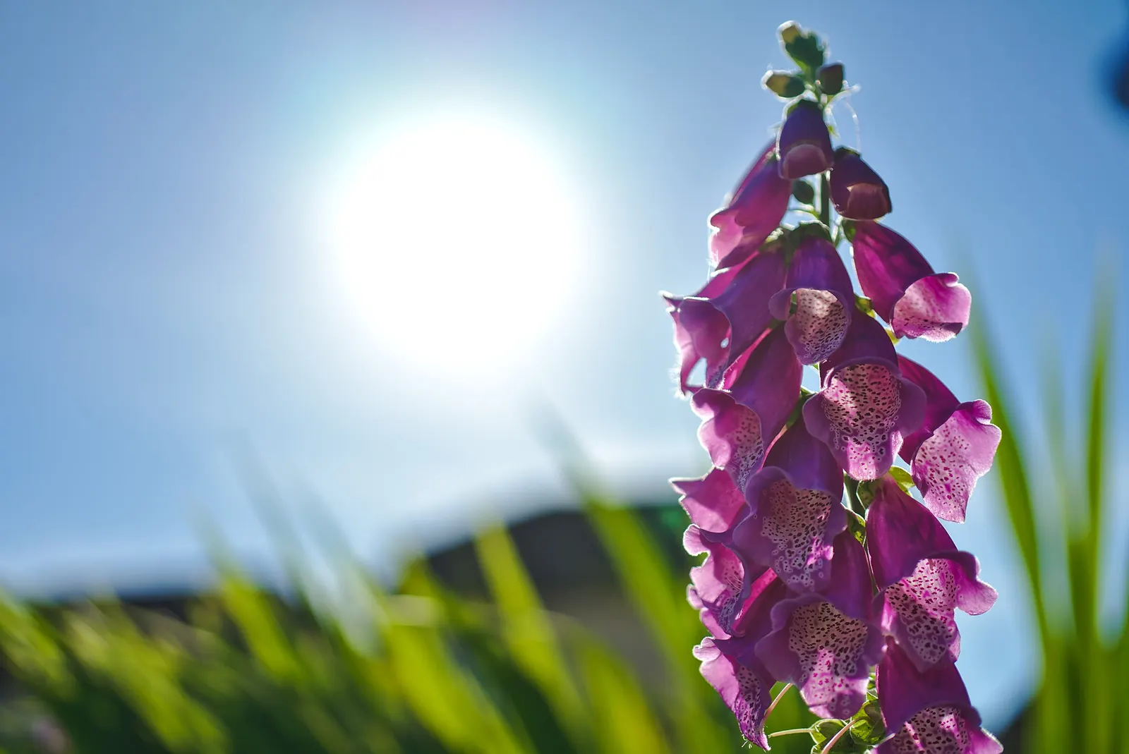 Common Foxglove (Digitalis Purpurea) — Growing to heights ranging from 3 to 5 feet; perennial with multi-colored and pink and purple blooms, image 89