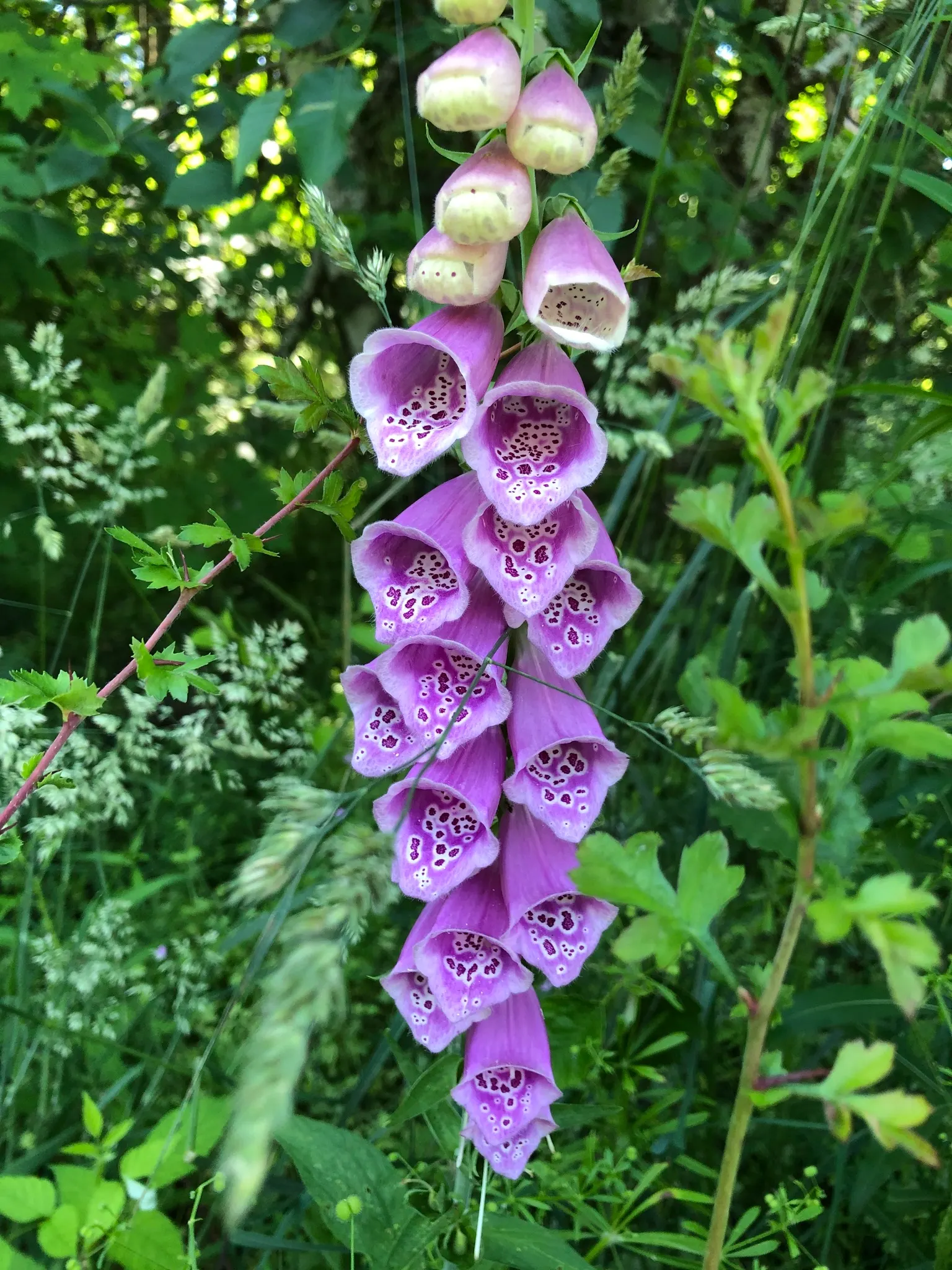 Common Foxglove (Digitalis Purpurea) — spiky racemes of tubular flowers which blossom in early to mid-summer; particularly bees and hummingbirds, image 146