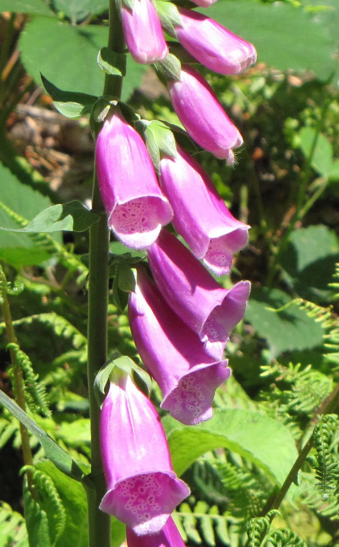 Common Foxglove (Digitalis Purpurea) — place foxgloves in the mid to back borders for a visually striking backdrop