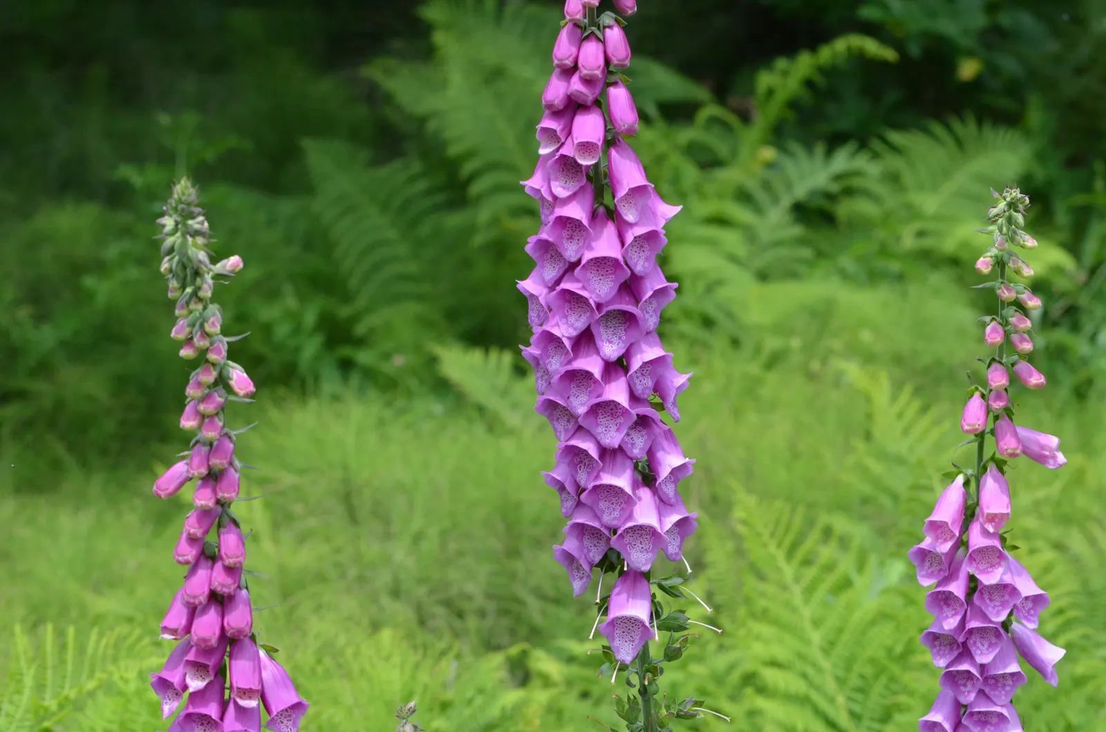 Common Foxglove (Digitalis Purpurea) — They pair well with ferns, hostas, and other shade-loving perennials, image 50