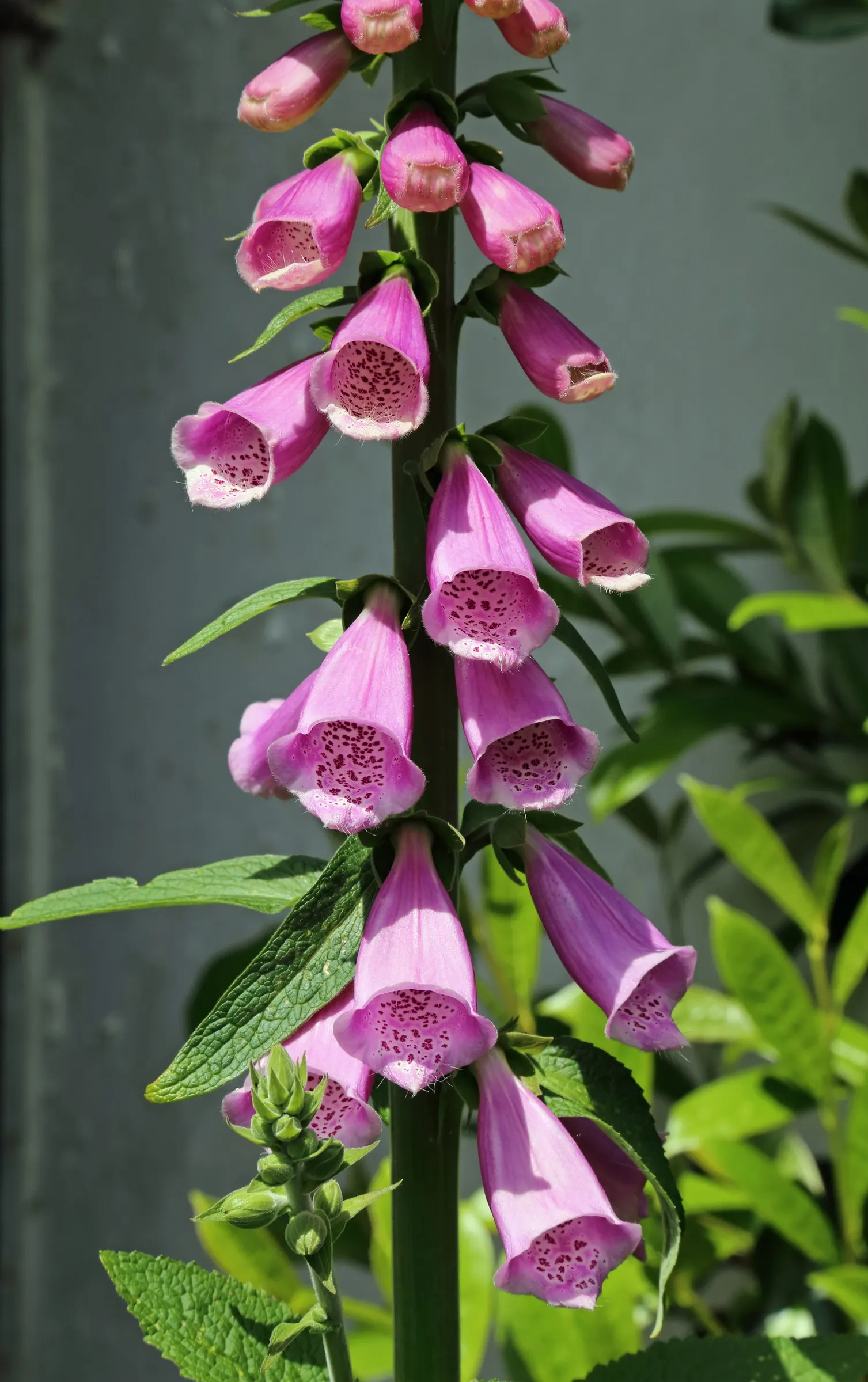 Common Foxglove (Digitalis Purpurea) — this European native boasts tall; humus-rich soil with a slightly acidic to neutral pH, image 91