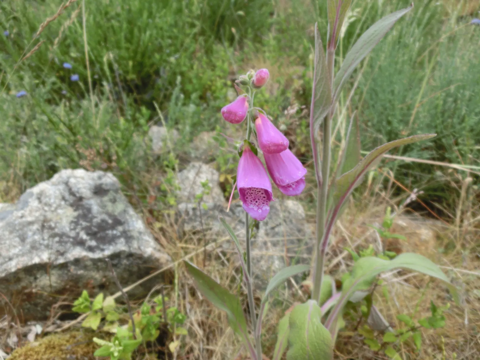 Common Foxglove (Digitalis Purpurea) — spiky racemes of tubular flowers which blossom in early to mid-summer; particularly bees and hummingbirds, image 119